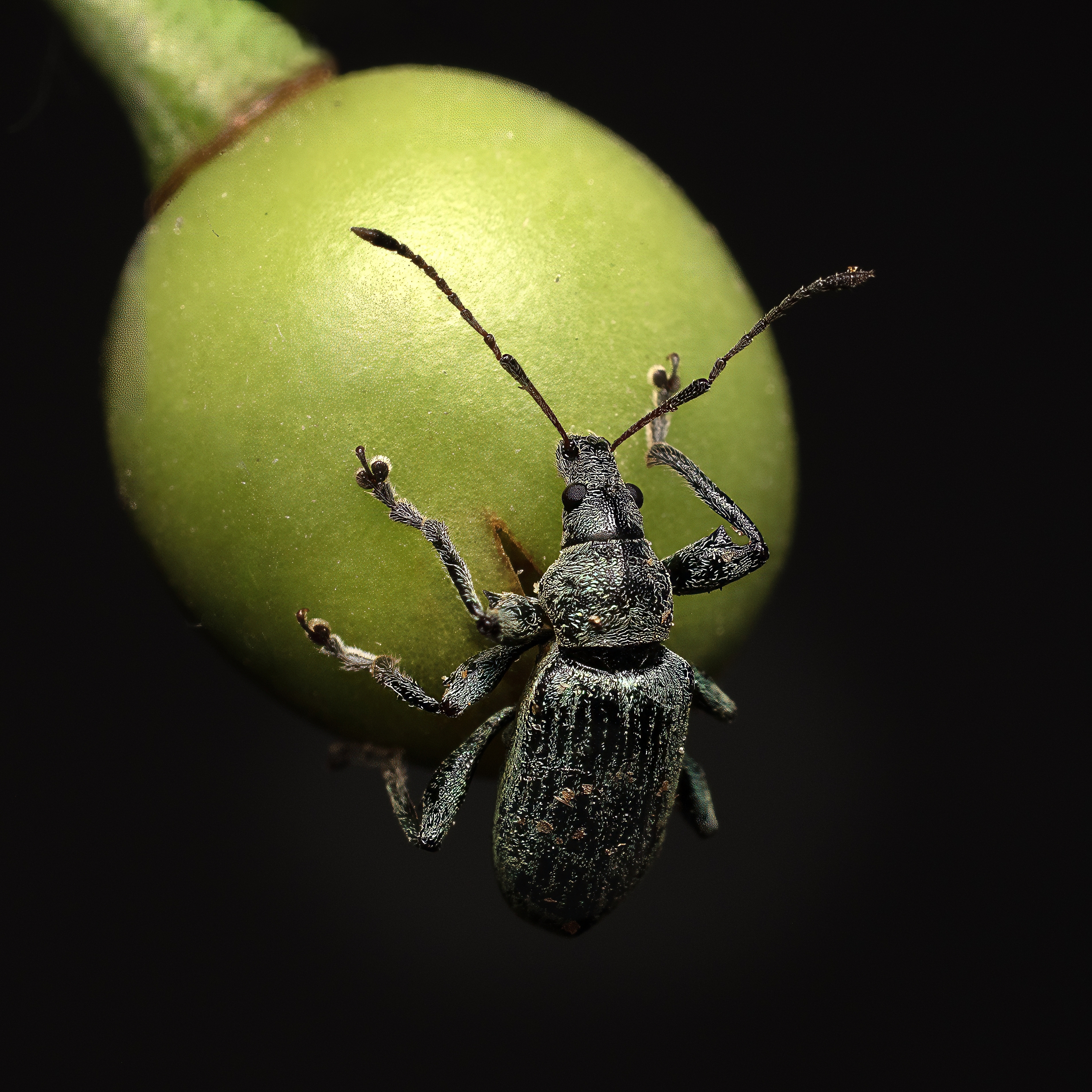 , Людмила Железнова