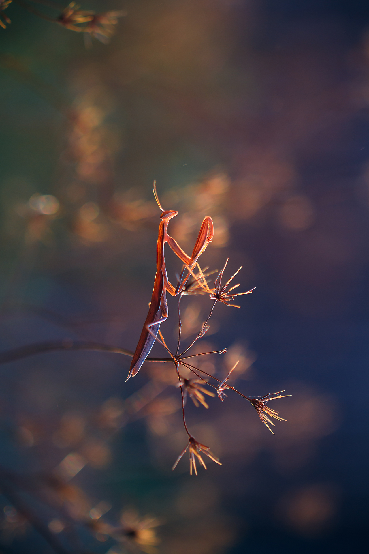 богомол, Станка Петрова