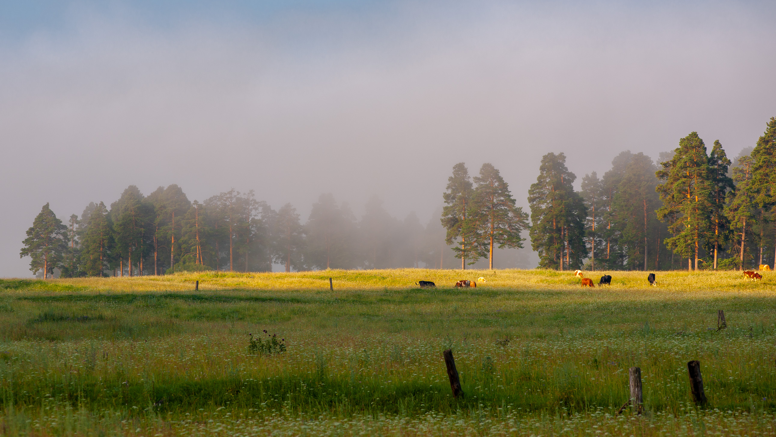 , Шустиков Дмитрий