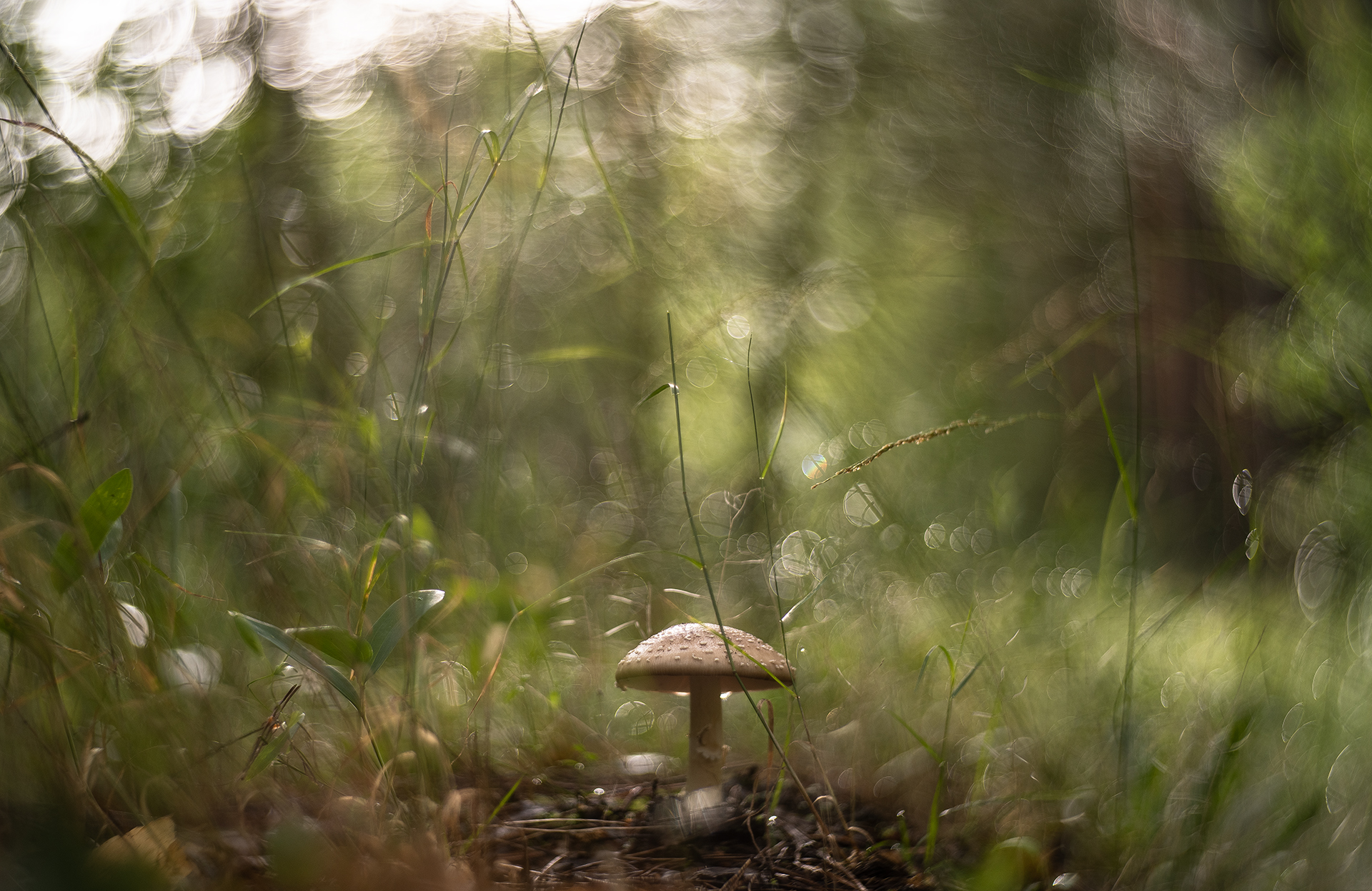 гриб, макро, утро, дождь, лес, россия, воронеж, nikon d 850, зенит селена 58mm f/1.9 n, nikon f, Мещеряков Геннадий