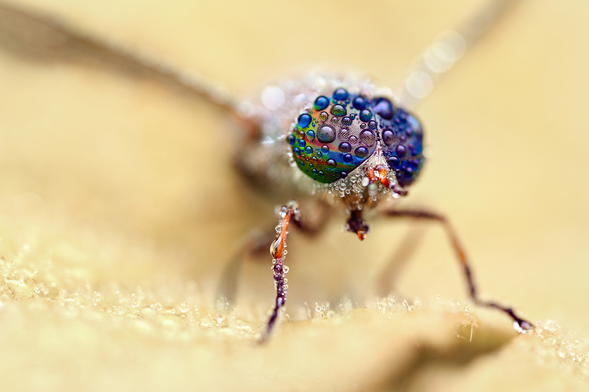 ceclii, macro, Ganev Tsvetan