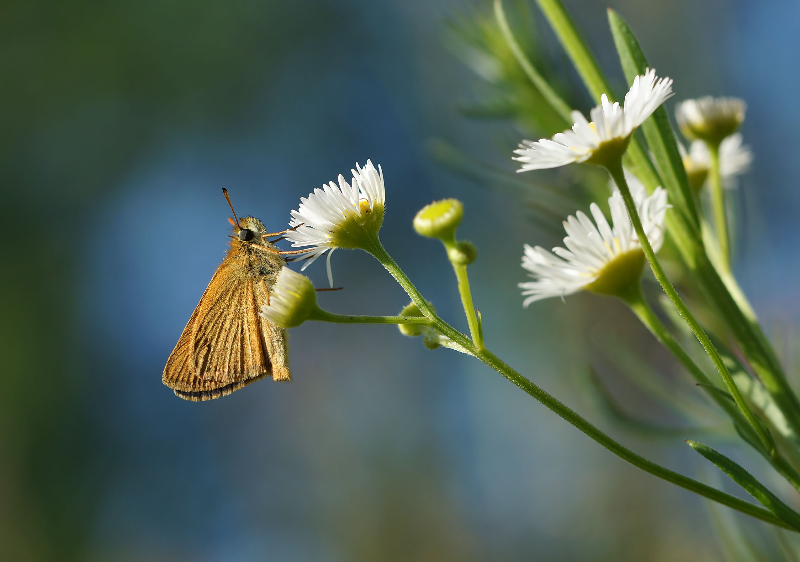 , Чепленко Алексей