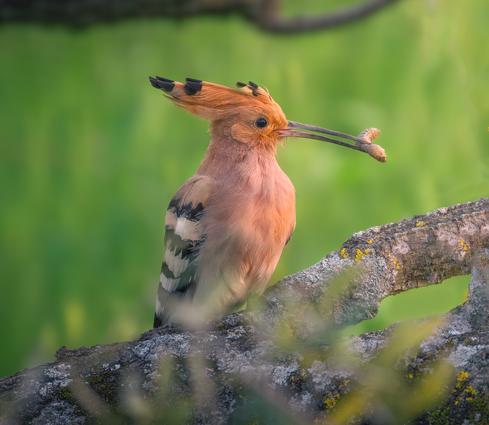 Italy, outdoors, landscape, daytime, animals, wildlife, photography , Lukas Trixl