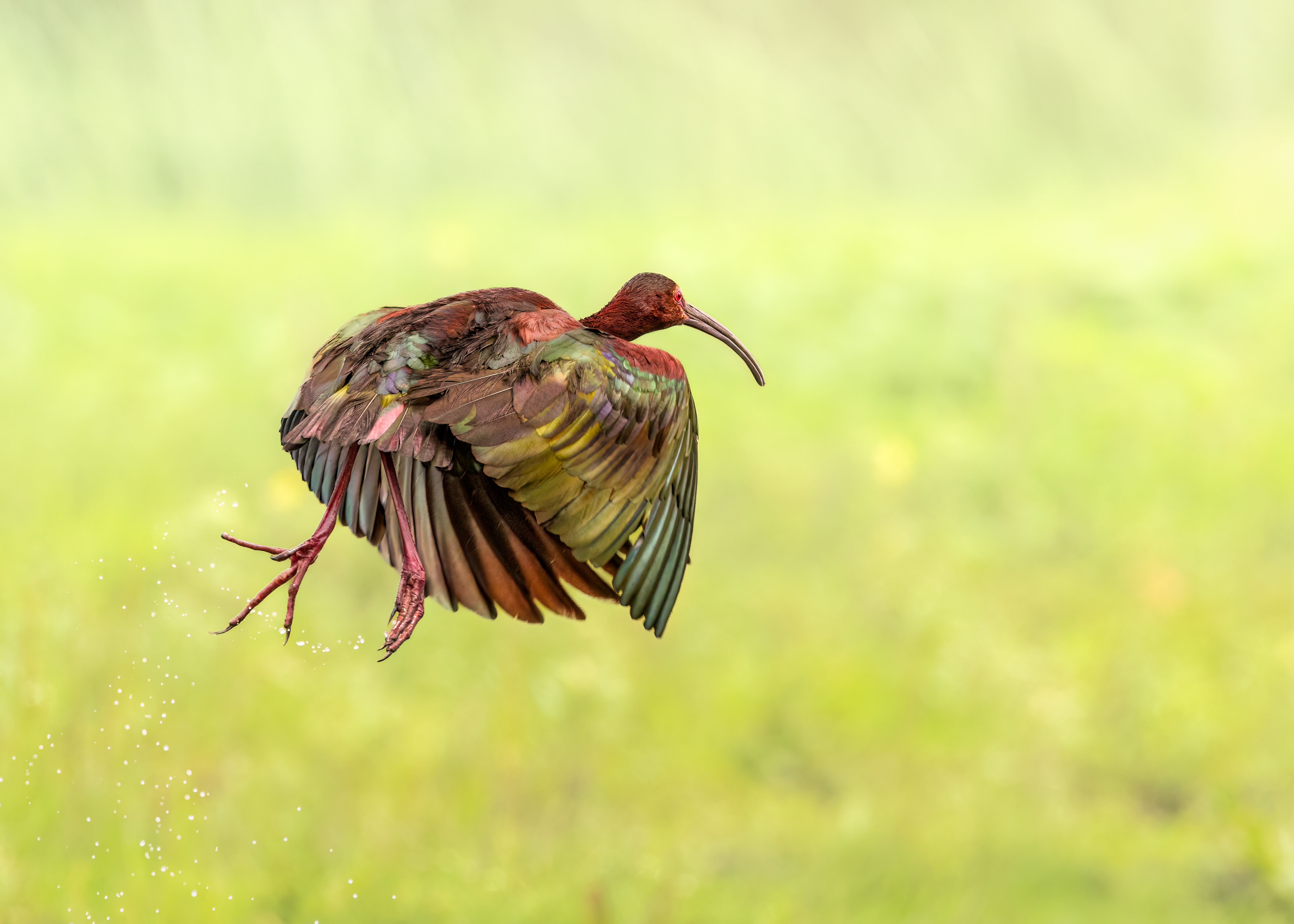 , Maikel Valle Clara