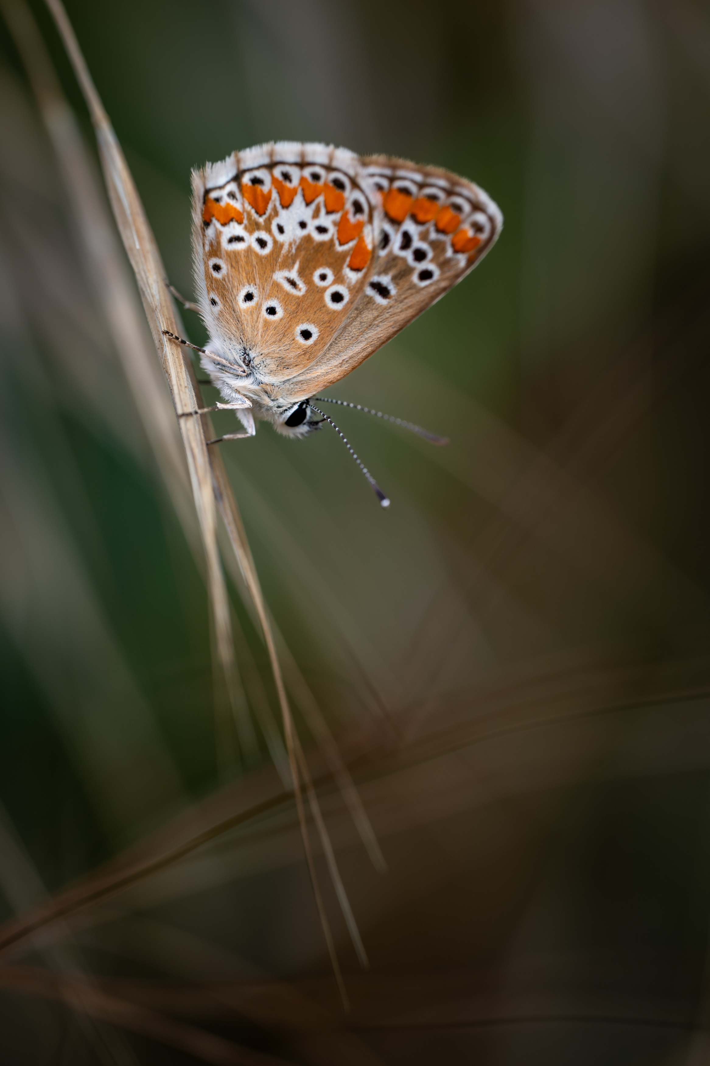 , BESPAMIATNYI Dmitry