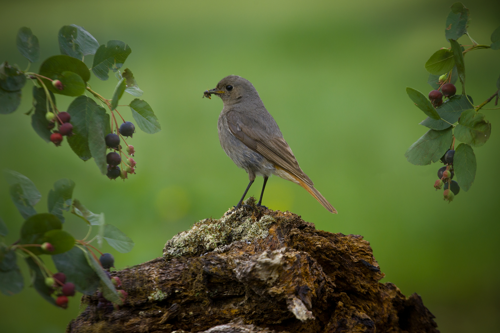 птицы, горихвостка, чернушка, wildlife, birds, лето, black redstart, Алексей Юденков
