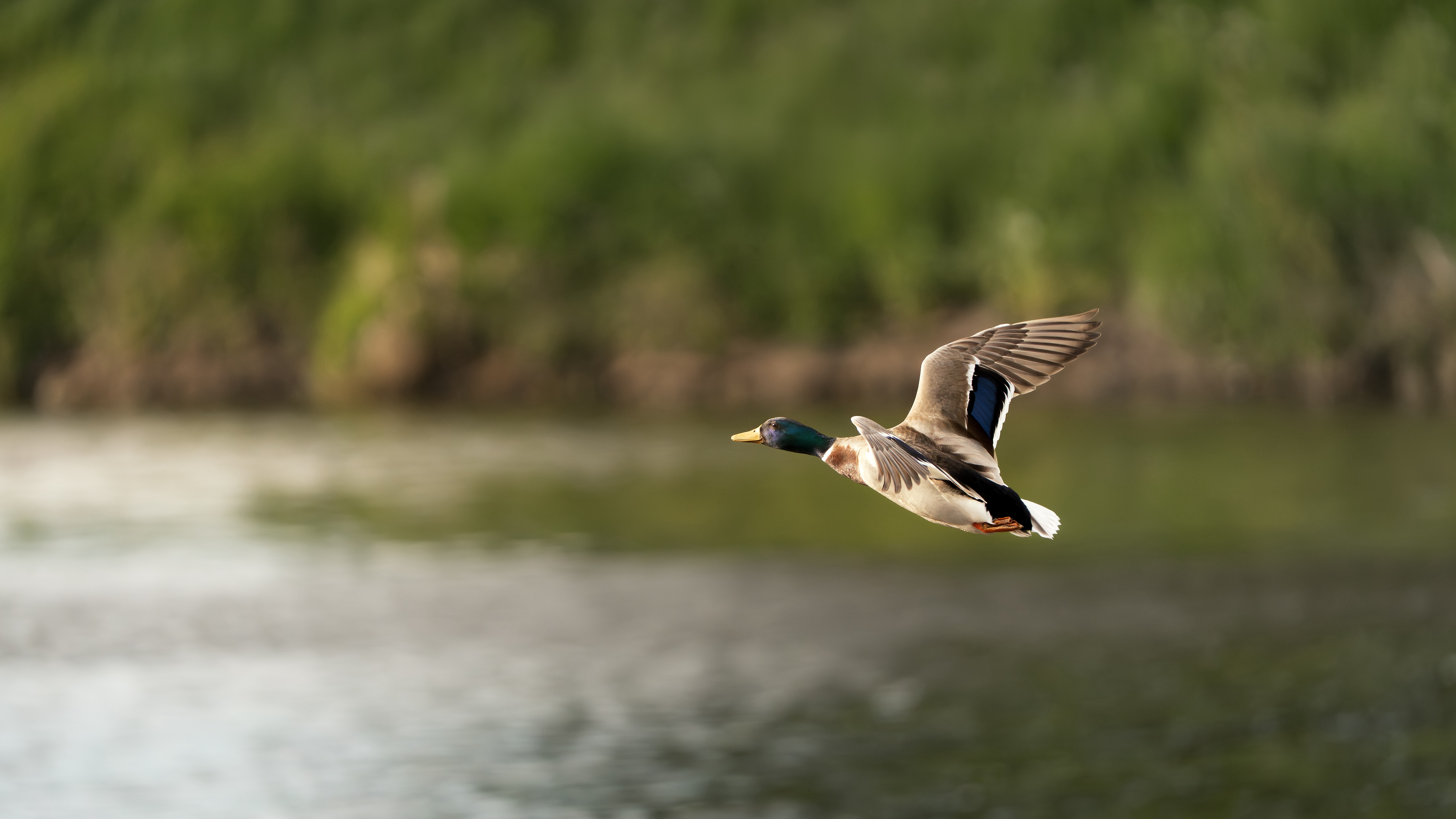 , Шимаковский Юрий