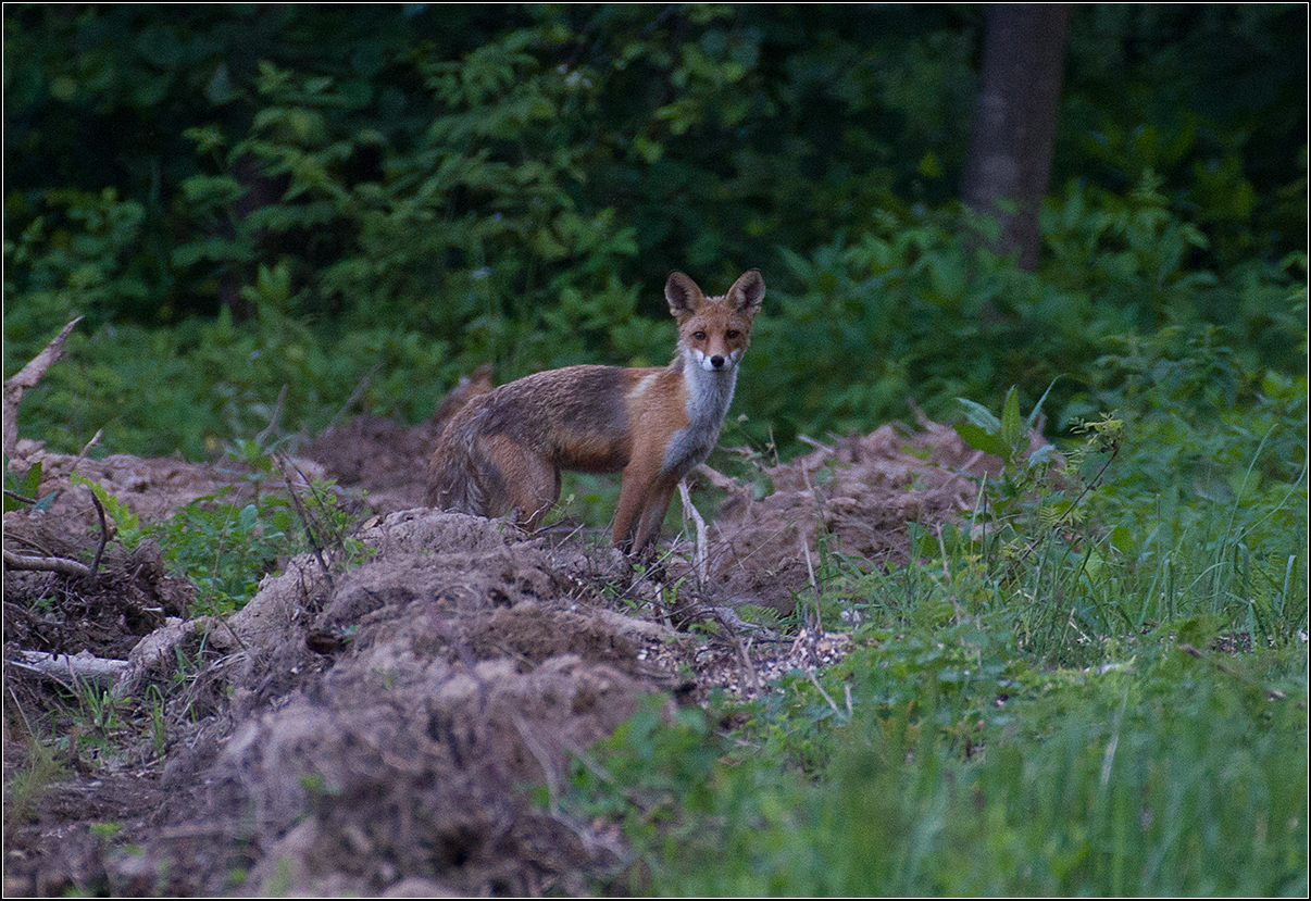 москва, июль, парк, лиса, АНАТОЛИЙ ДОВЫДЕНКО