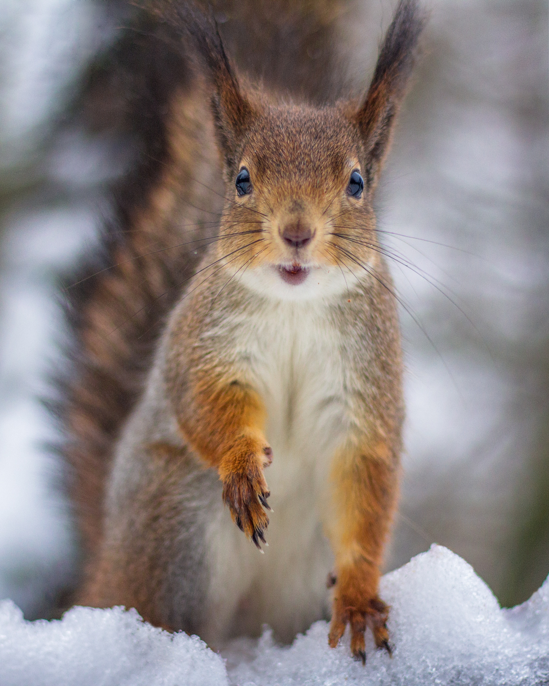 , Алексеев Сергей