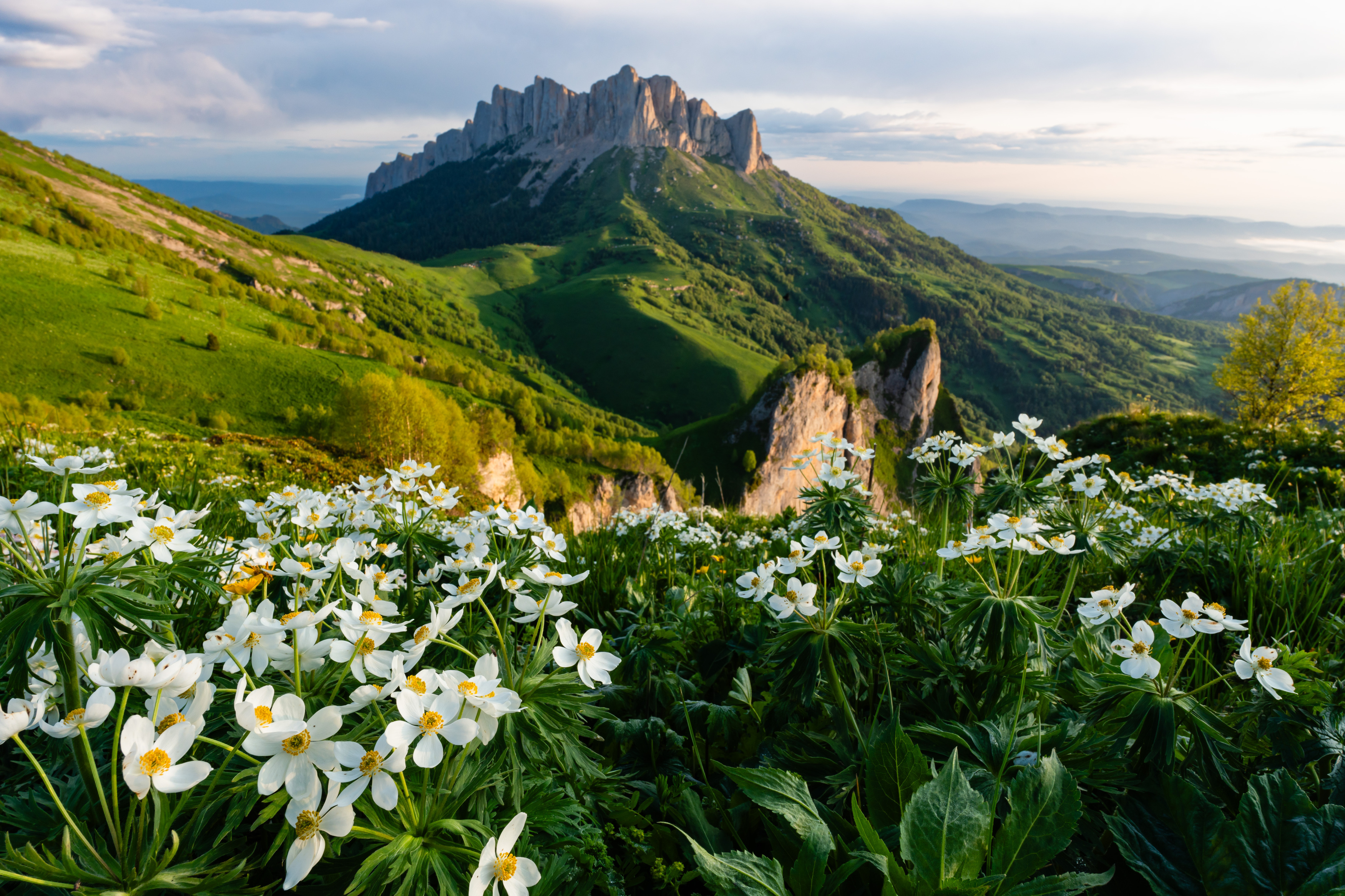 большой тхач, адыгея, кавказ,ю, горы, утро, цветы, анемоны, ветренницы, Шишкалов Константин