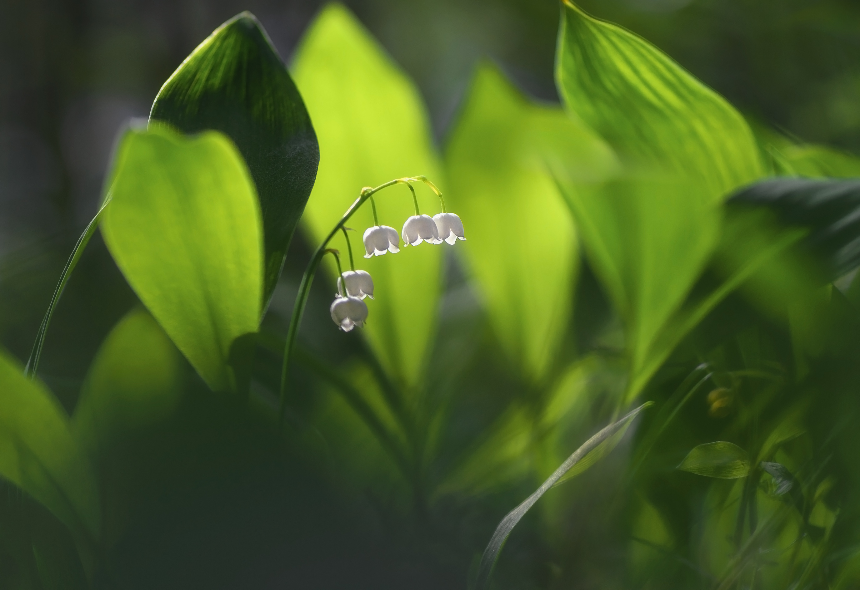 , Панова Зоя