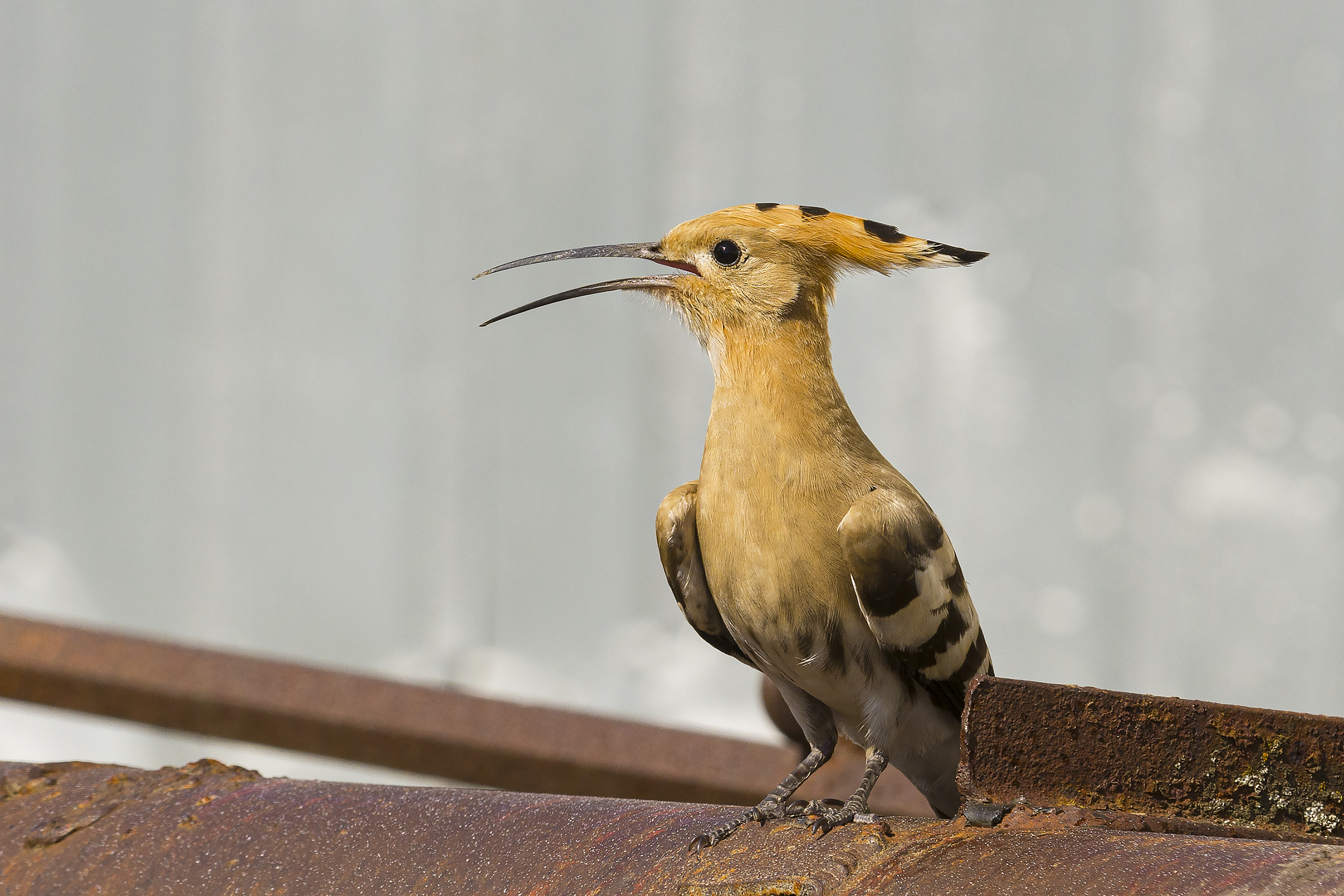 природа, Валерий Черняк
