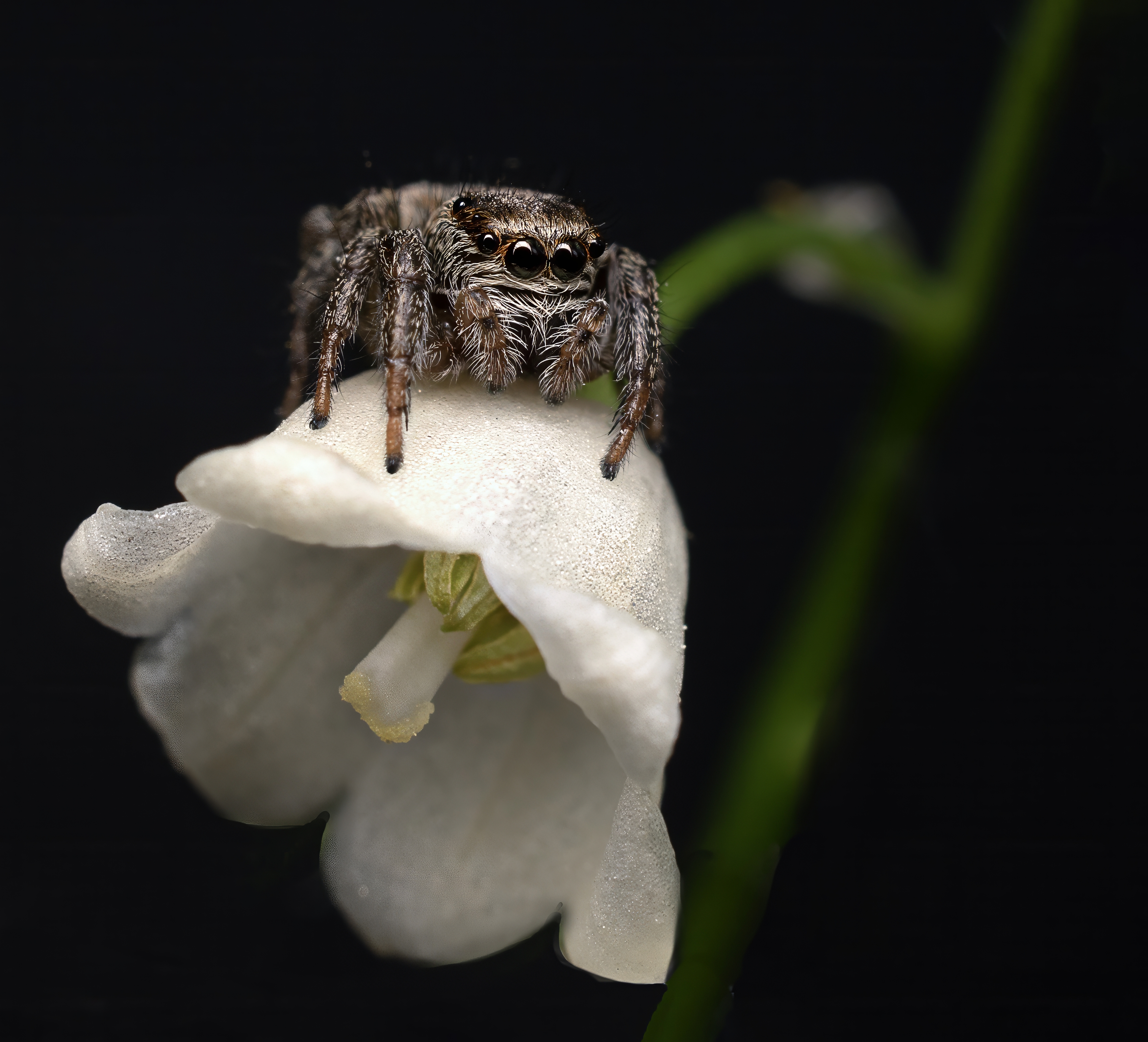 , Людмила Железнова