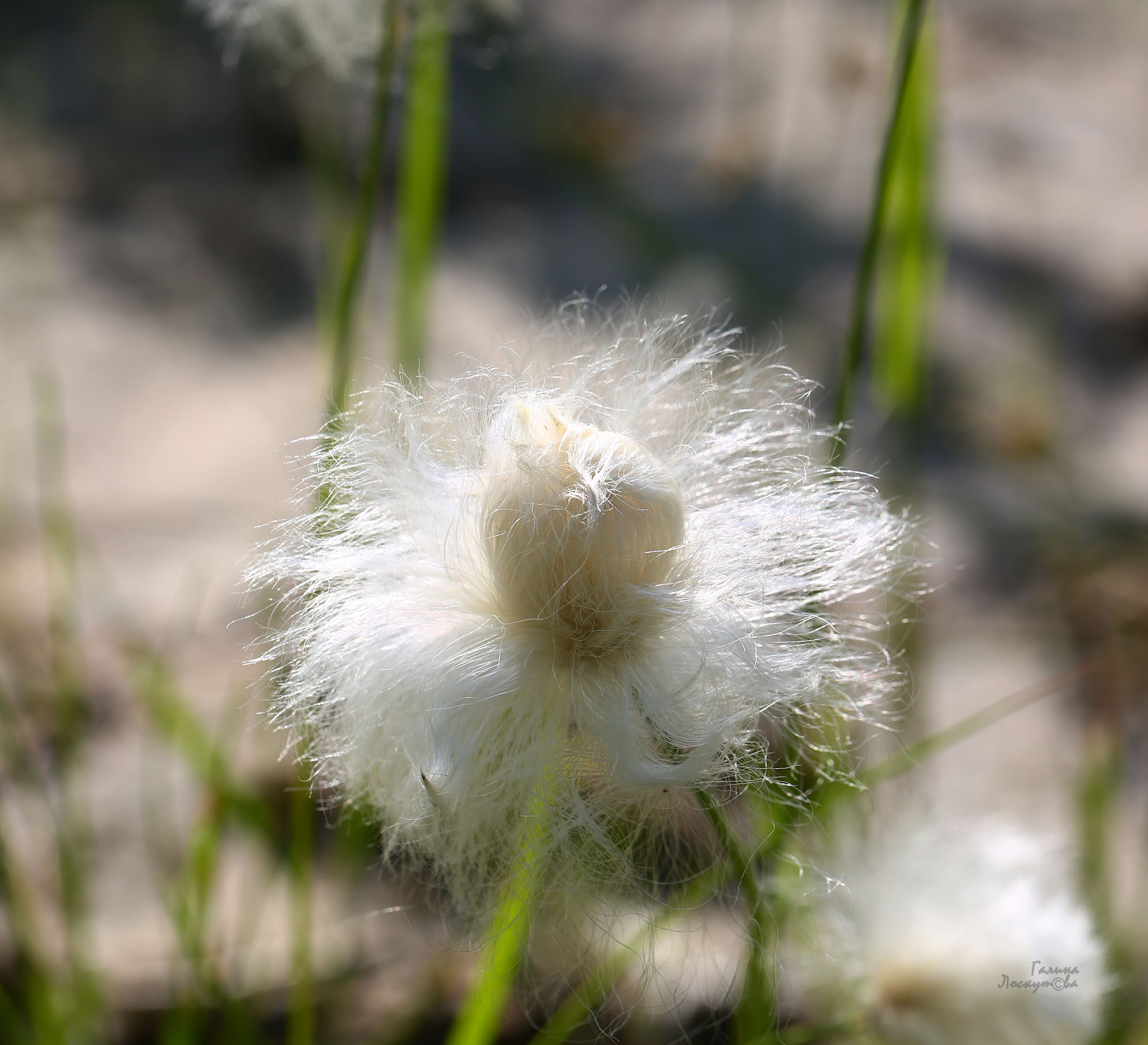 пушица, бутон, цветок, растение крайнего севера, Галина Лоскутова