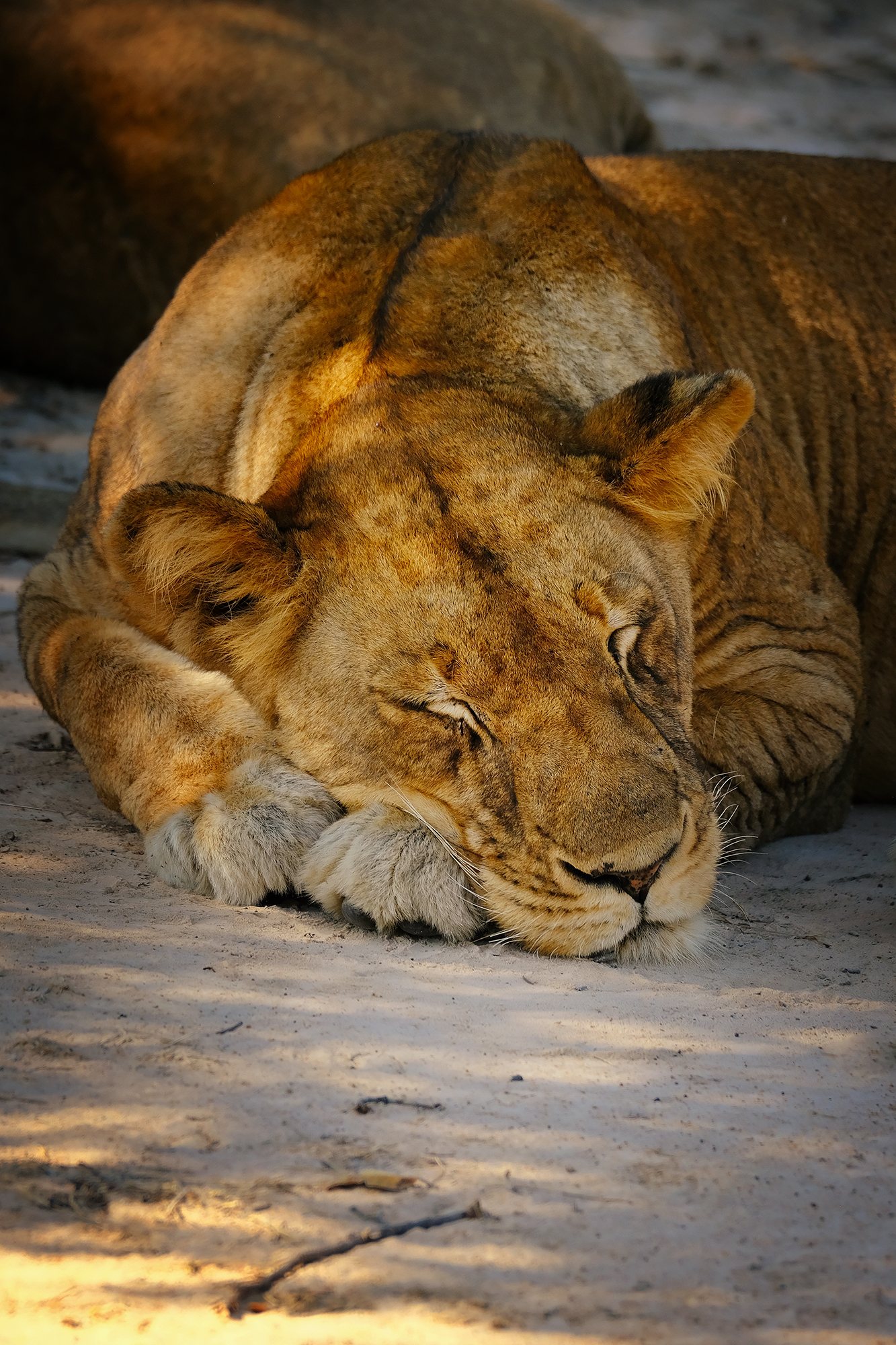 , Худзинская Ирина