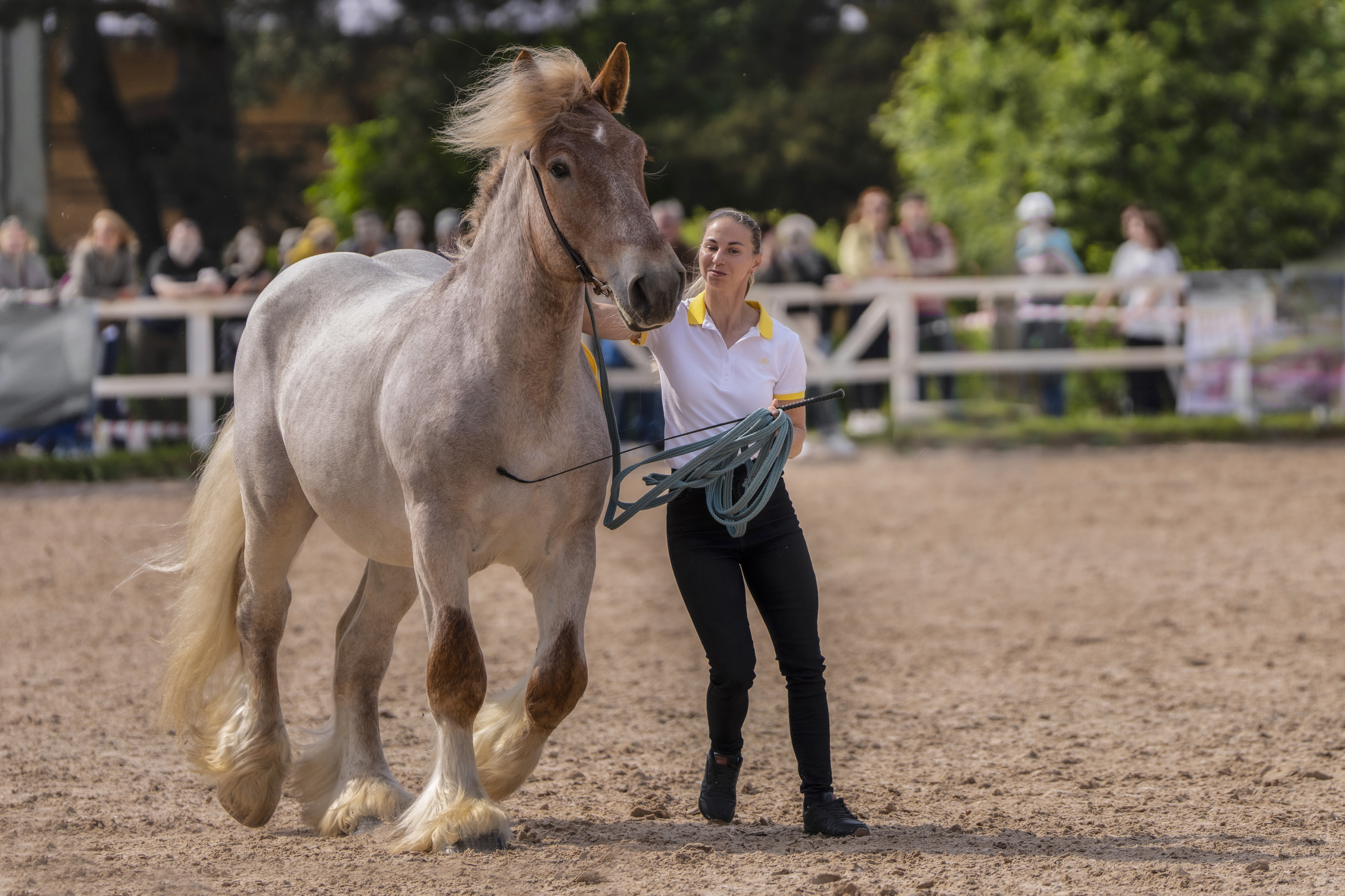 иппосфера, лошадь, жеребец, Дейнекина Галина