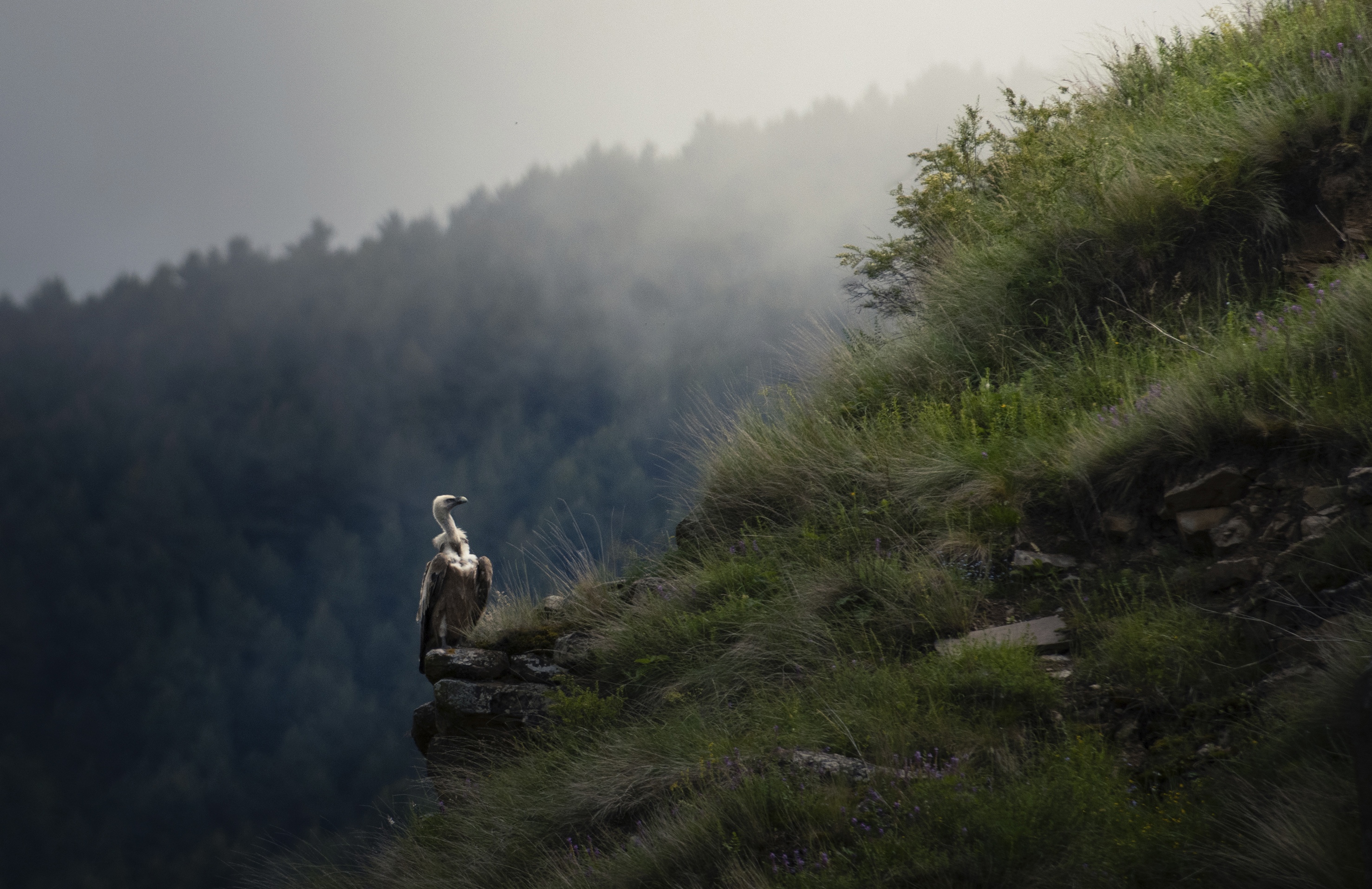 Горы, Дагестан, орел, Кавказ, Гоор, Алексей Верзун