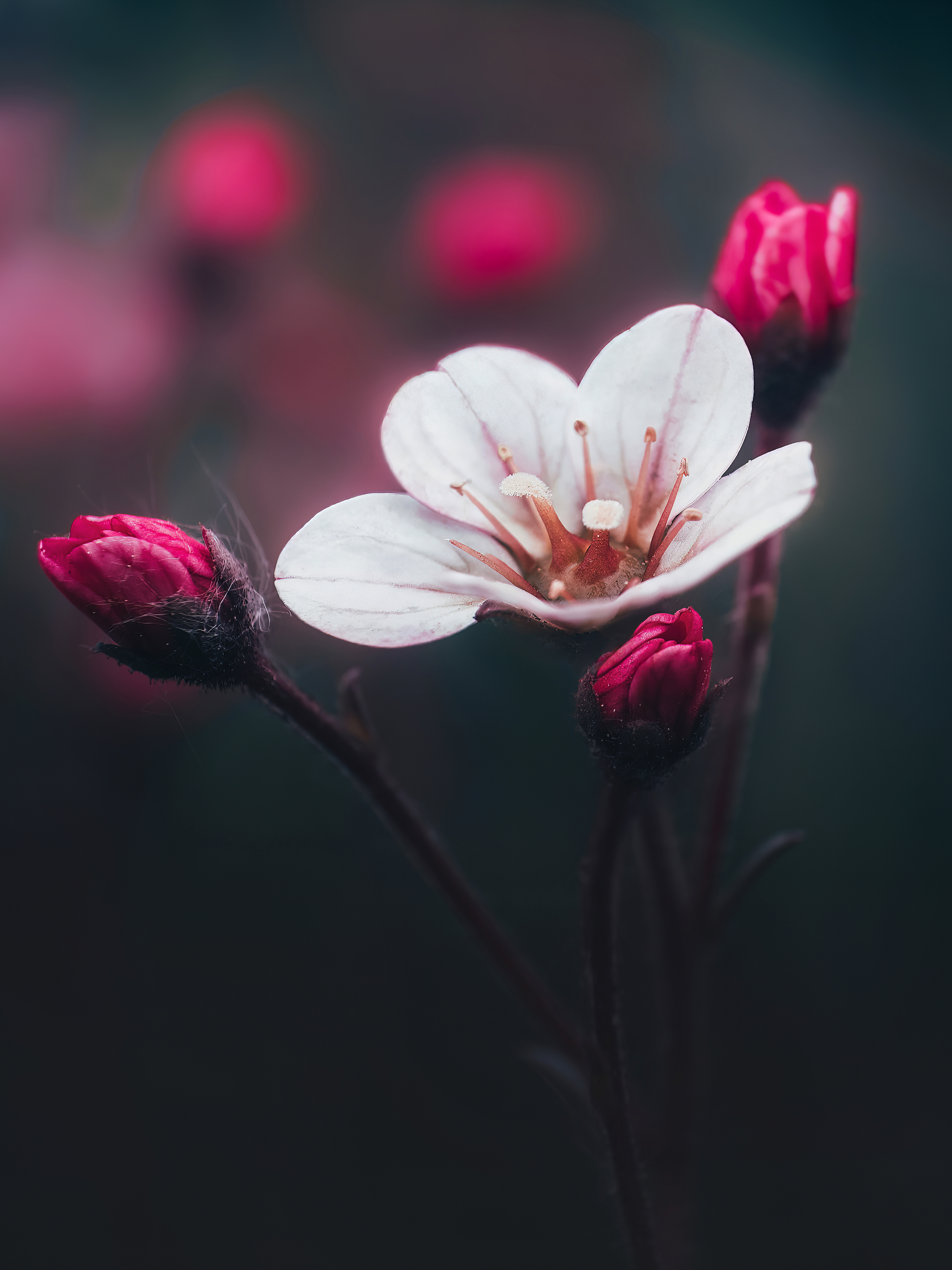 макро, цветы, Маргарита Смоленская