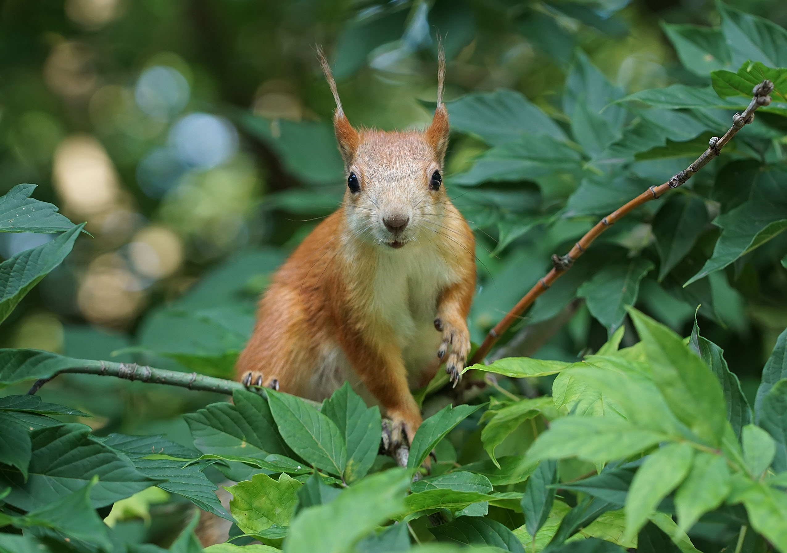 , Чепленко Алексей