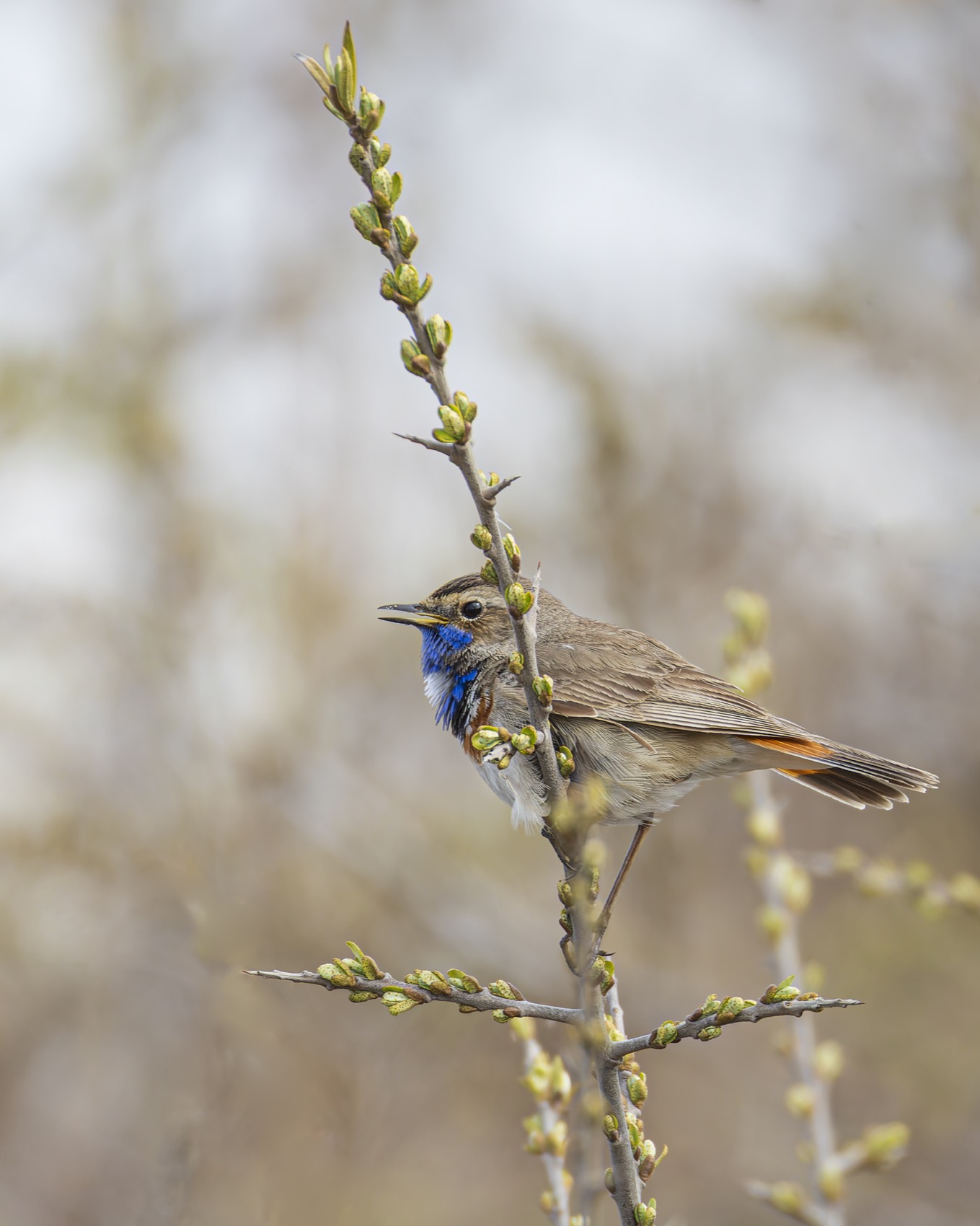 варакушка, птицы, Руслан Pl
