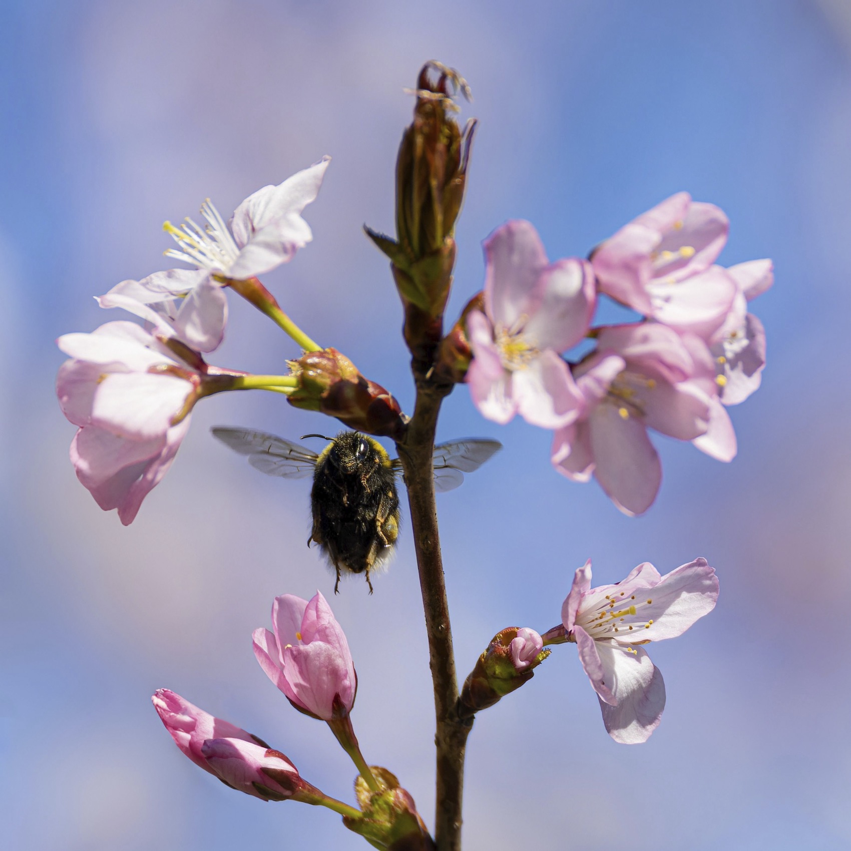 шмель, сакура, весна, Руслан Pl