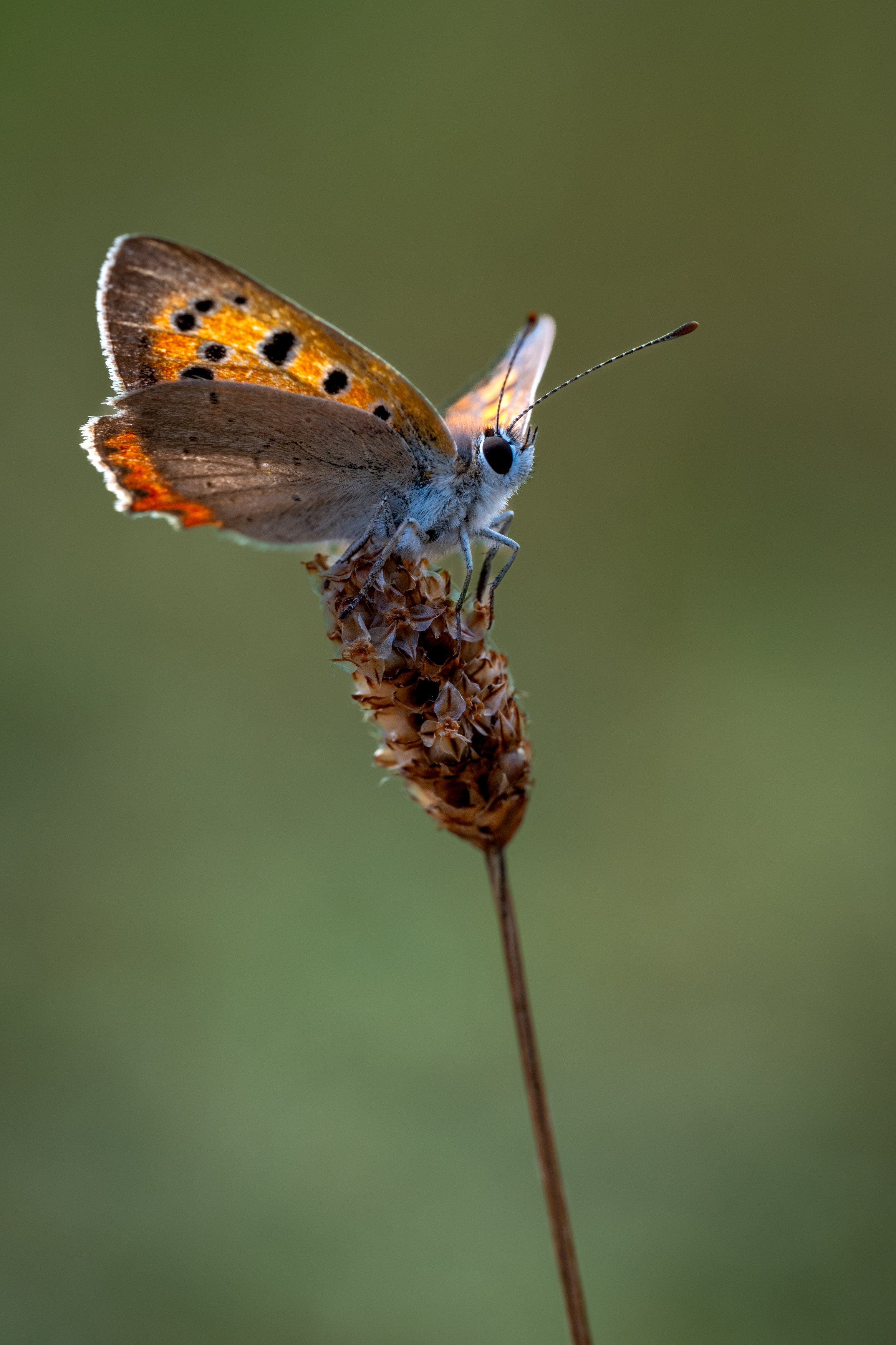 , BESPAMIATNYI Dmitry