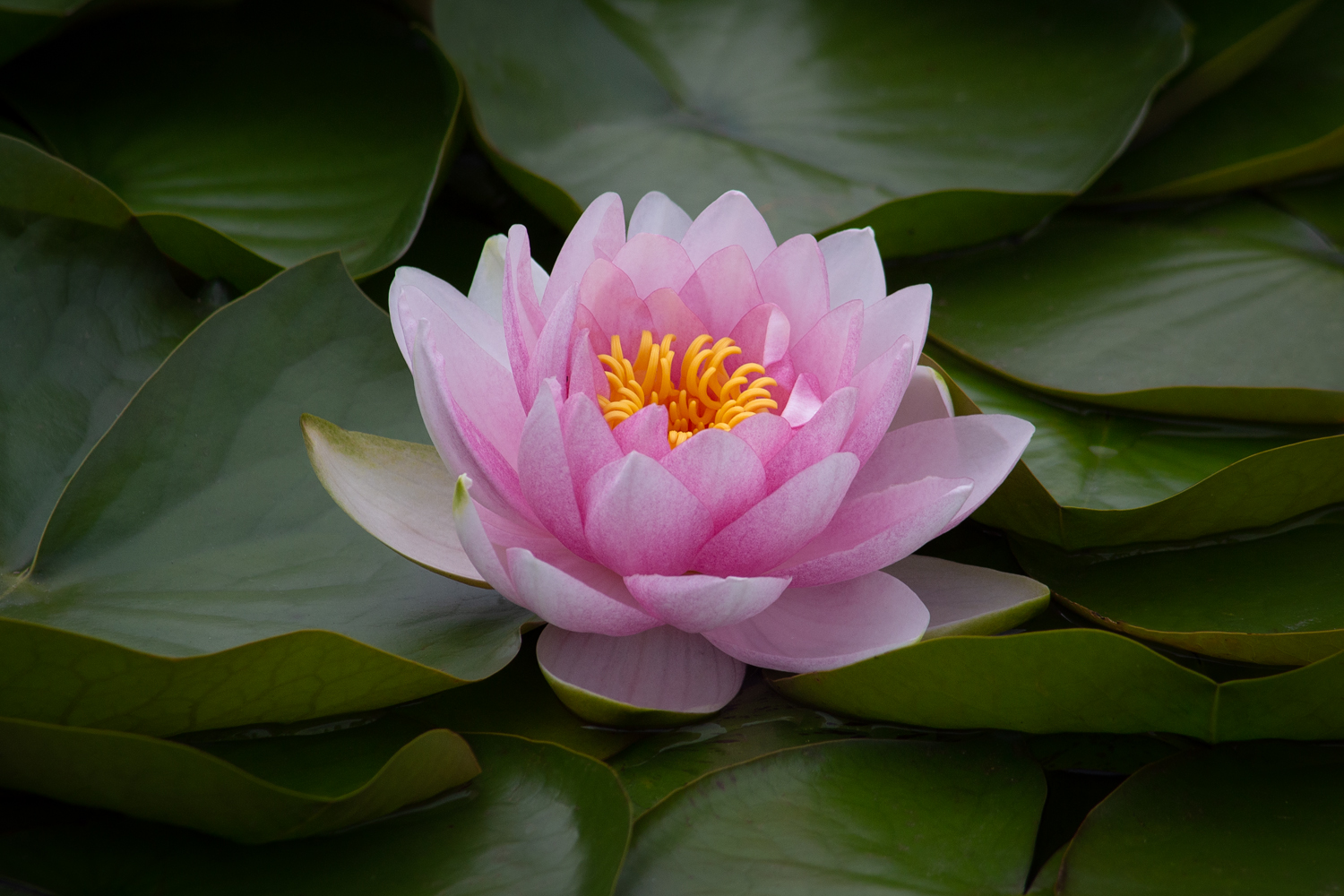 , Алексеев Сергей