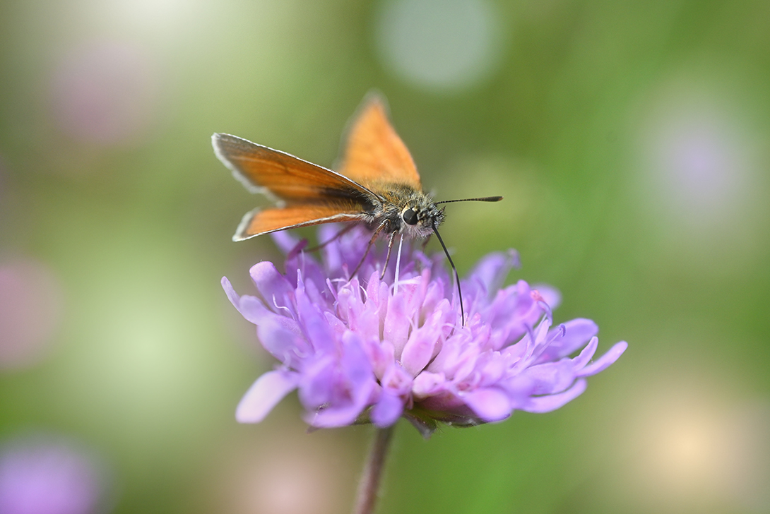, Калёв Сергей