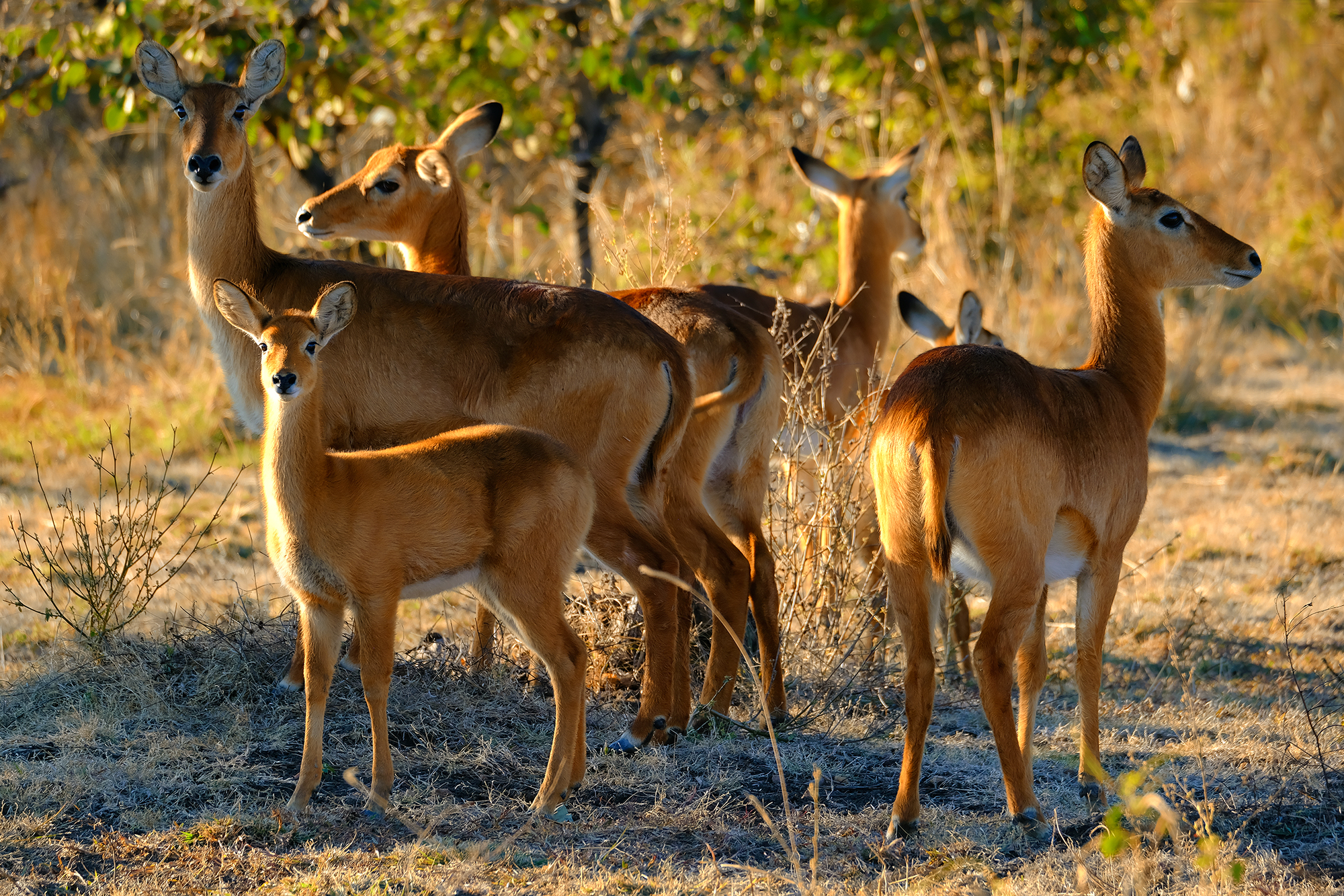 , Худзинская Ирина