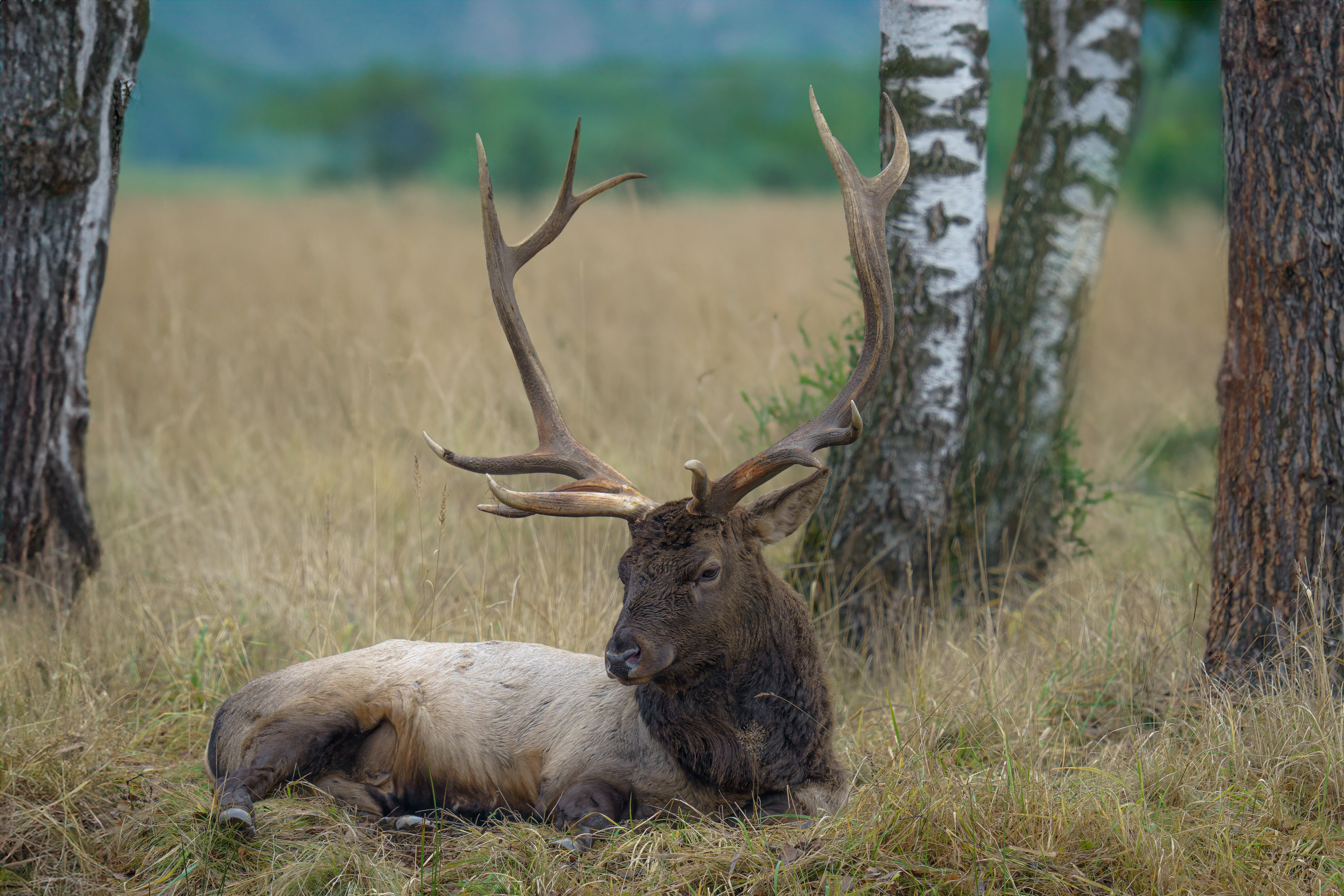 , Шварцман Евгений