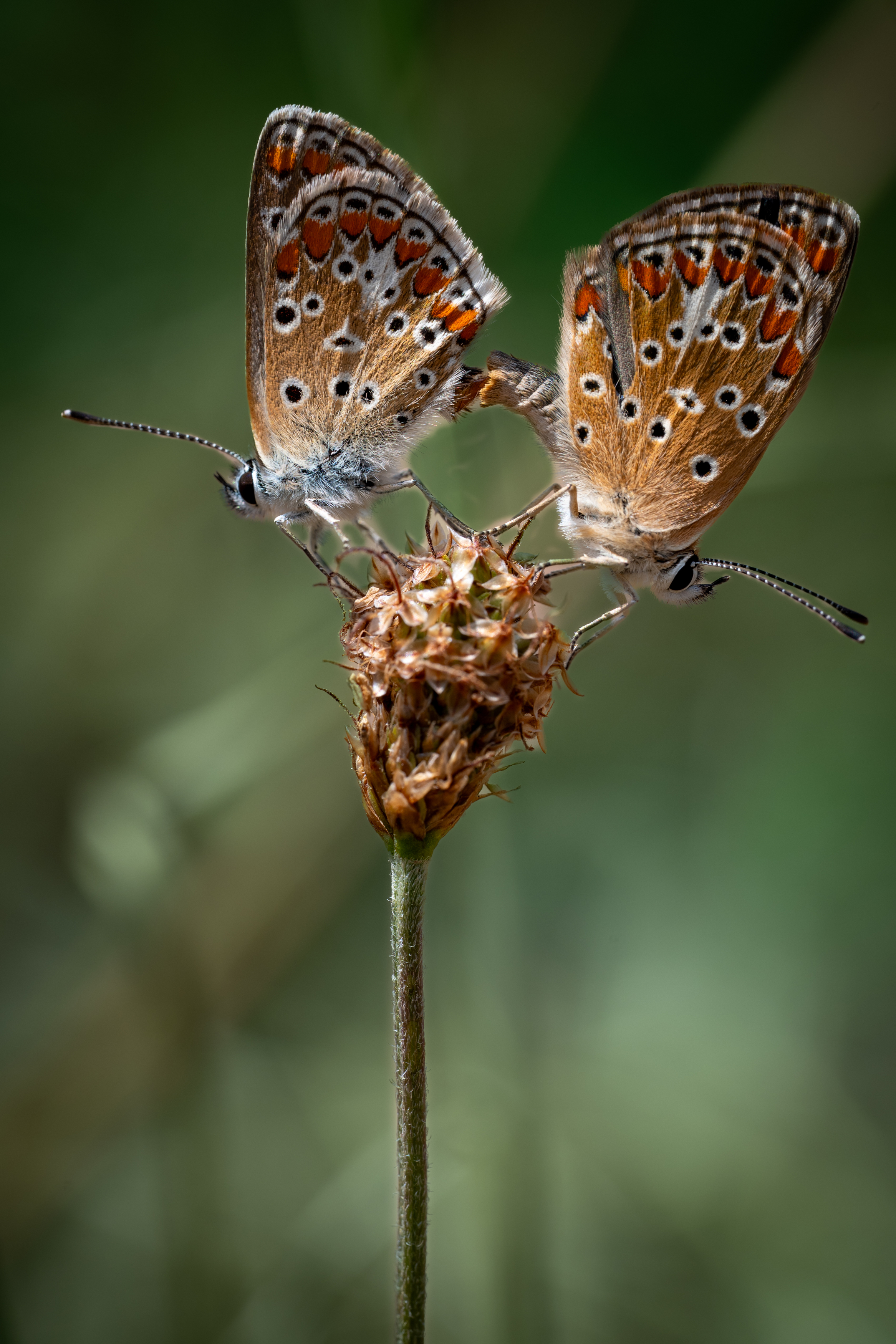 , BESPAMIATNYI Dmitry