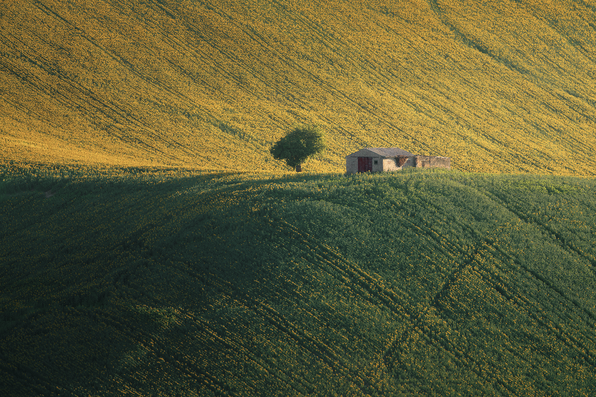 , de Franzoni Thomas