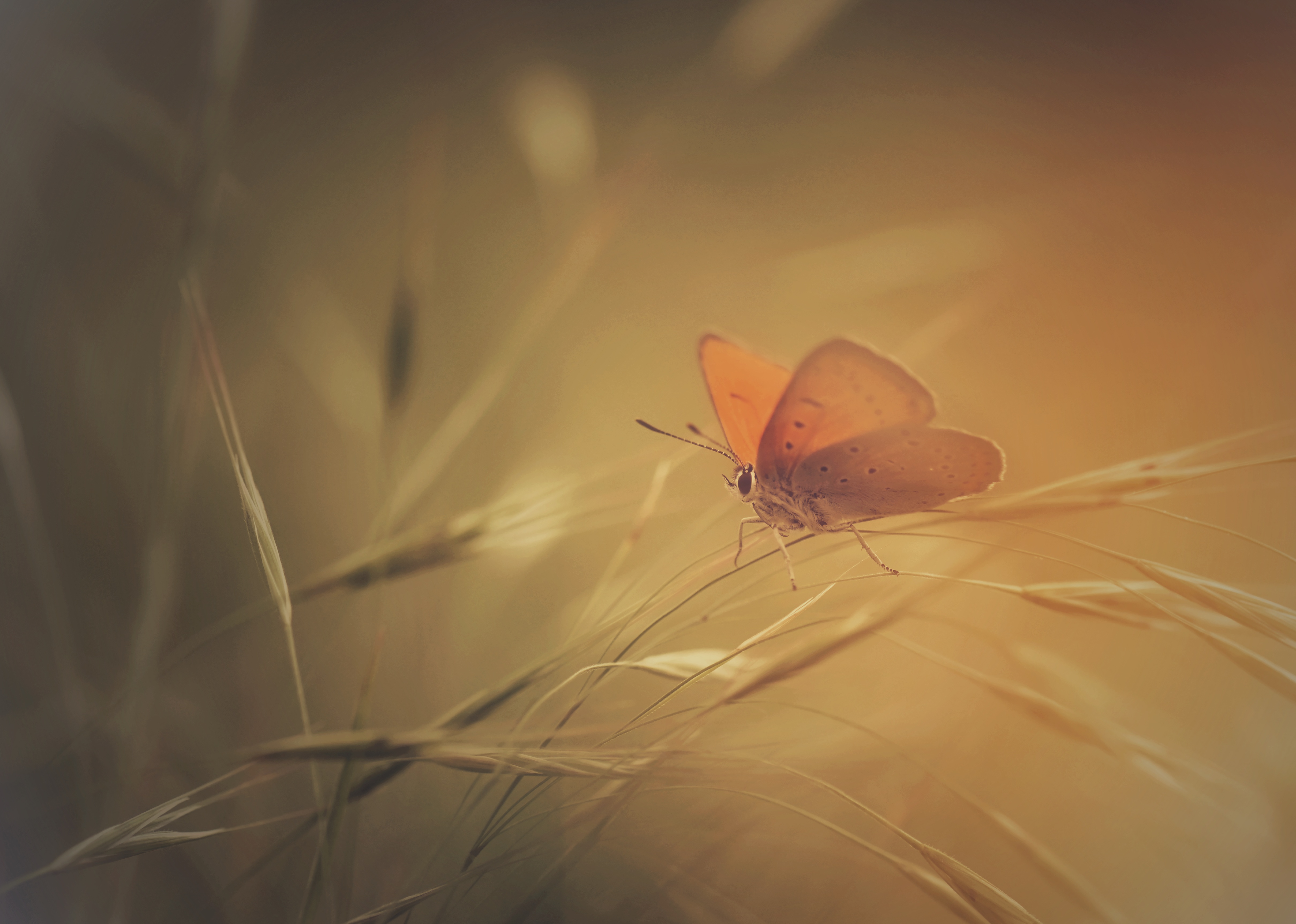 , Герчев Николай