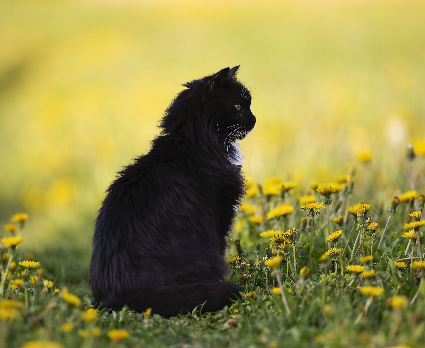 кот, романтик, фотомодель, красавец, cat,beautiful, model, nature, Стукалова Юлия
