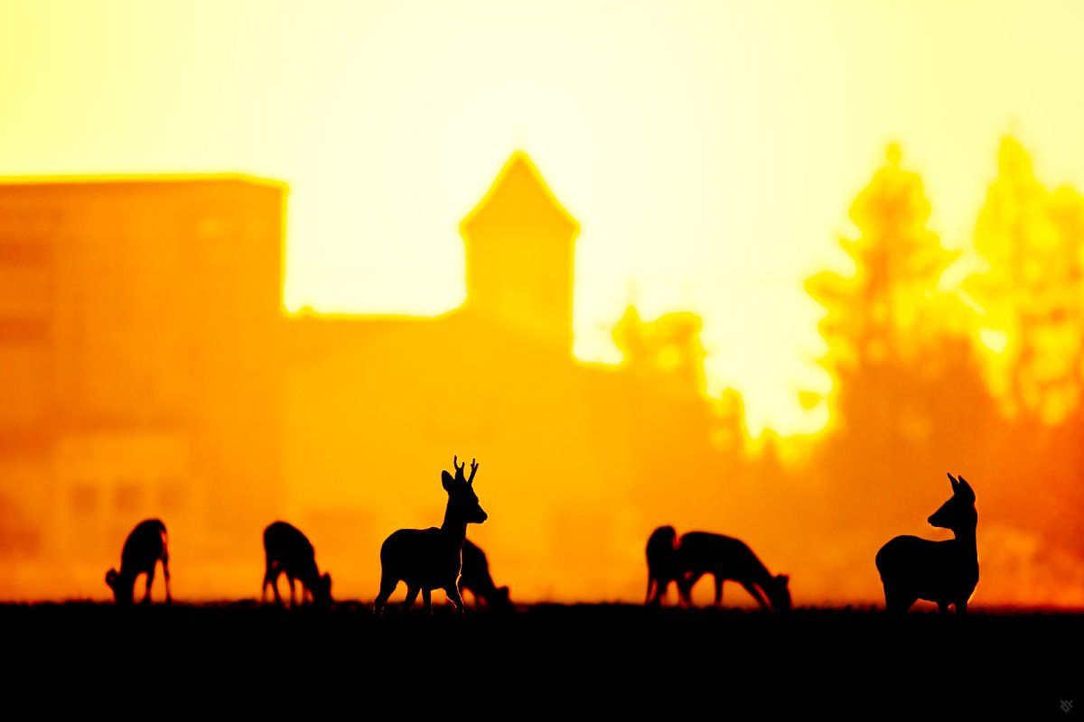 roe-deers, wildlife, animals, sunset, Wojciech Grzanka