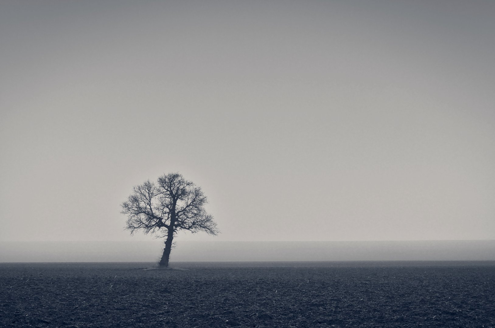 lonely tree, tree, дерево, Мартин Костадинов