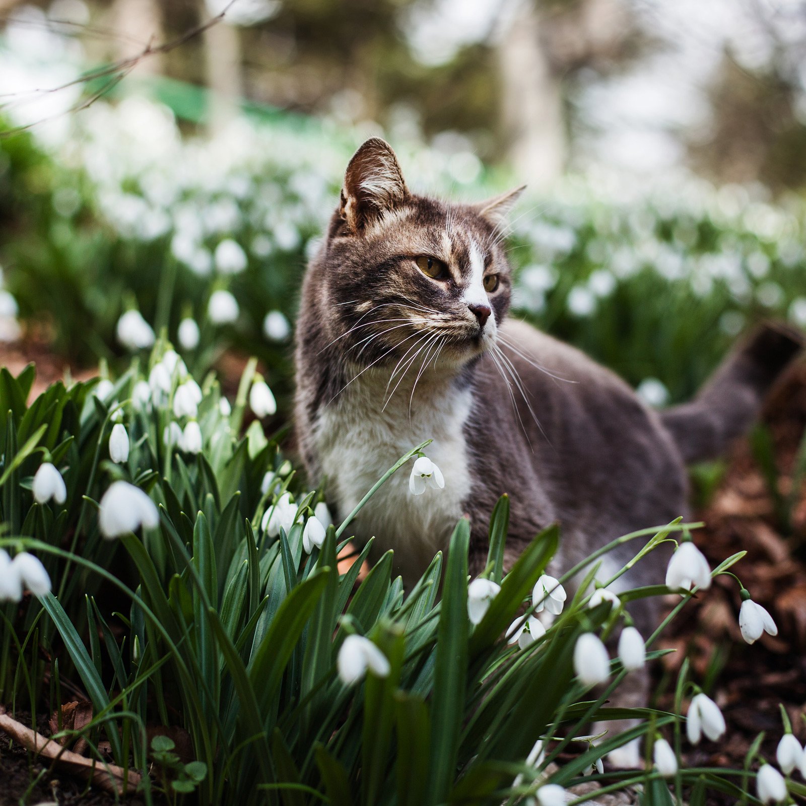 весна подснежники котики, Покровская Екатерина