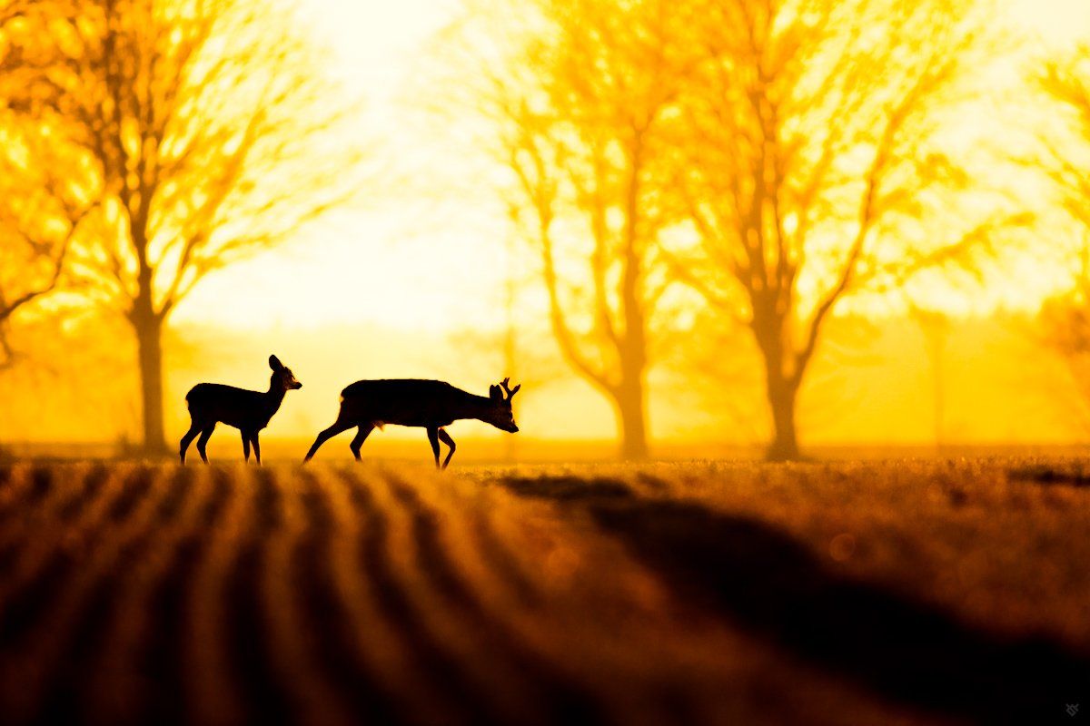 wildlife, animals,roe-deers,silhouette, sunset, Wojciech Grzanka
