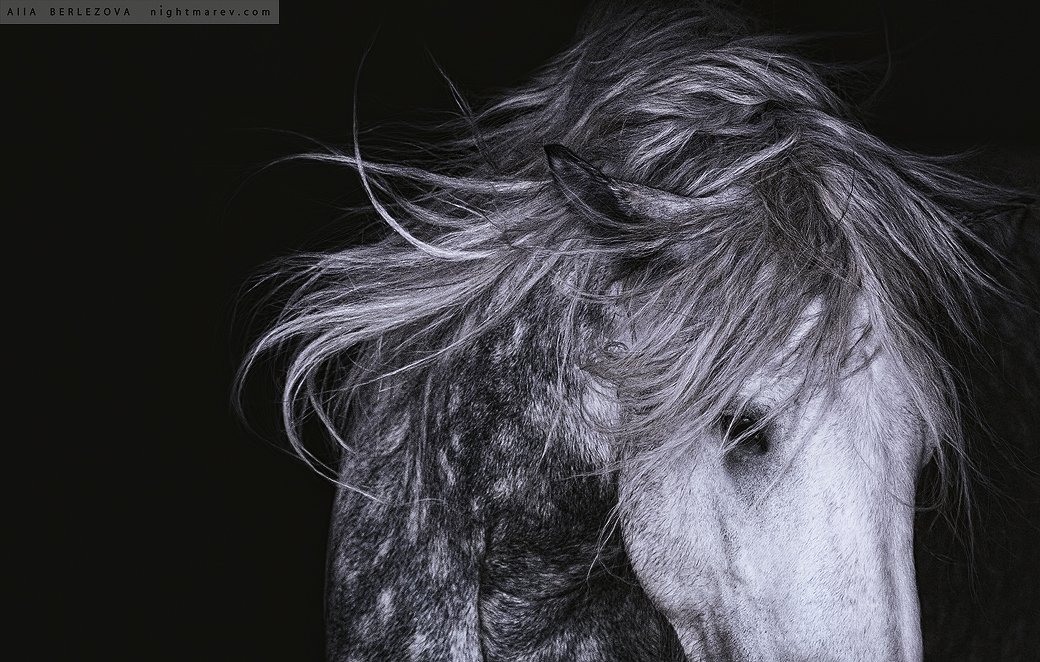 Black and white, Horse, Mane, Portrait, Грива, Лошадь, Портрет, Черно-белое, Alla