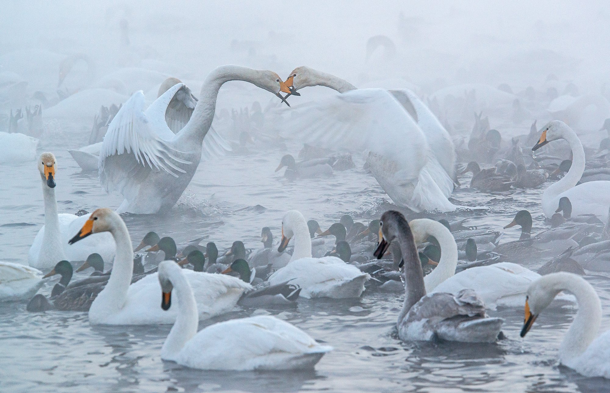 Altai, Siberia, Swans, Winter, Алтай, Алтайский край, Зима, Лебеди, Павел Филатов