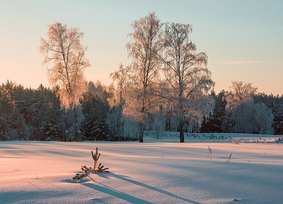 Пейзаж, зимний пейзаж, зима, деревья, березы, снег, тени, свет, Александр Кожухов