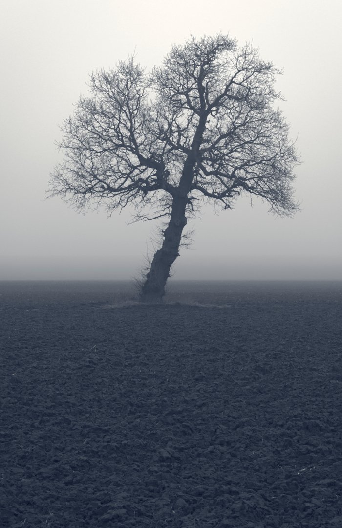 lonely tree, tree, дерево, Мартин Костадинов