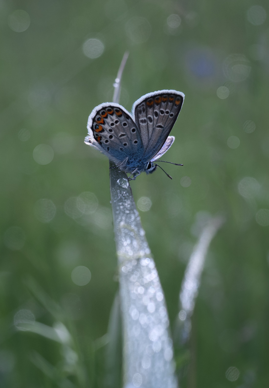 лес, свет, утро, природа, бабочка, Баранов Олег