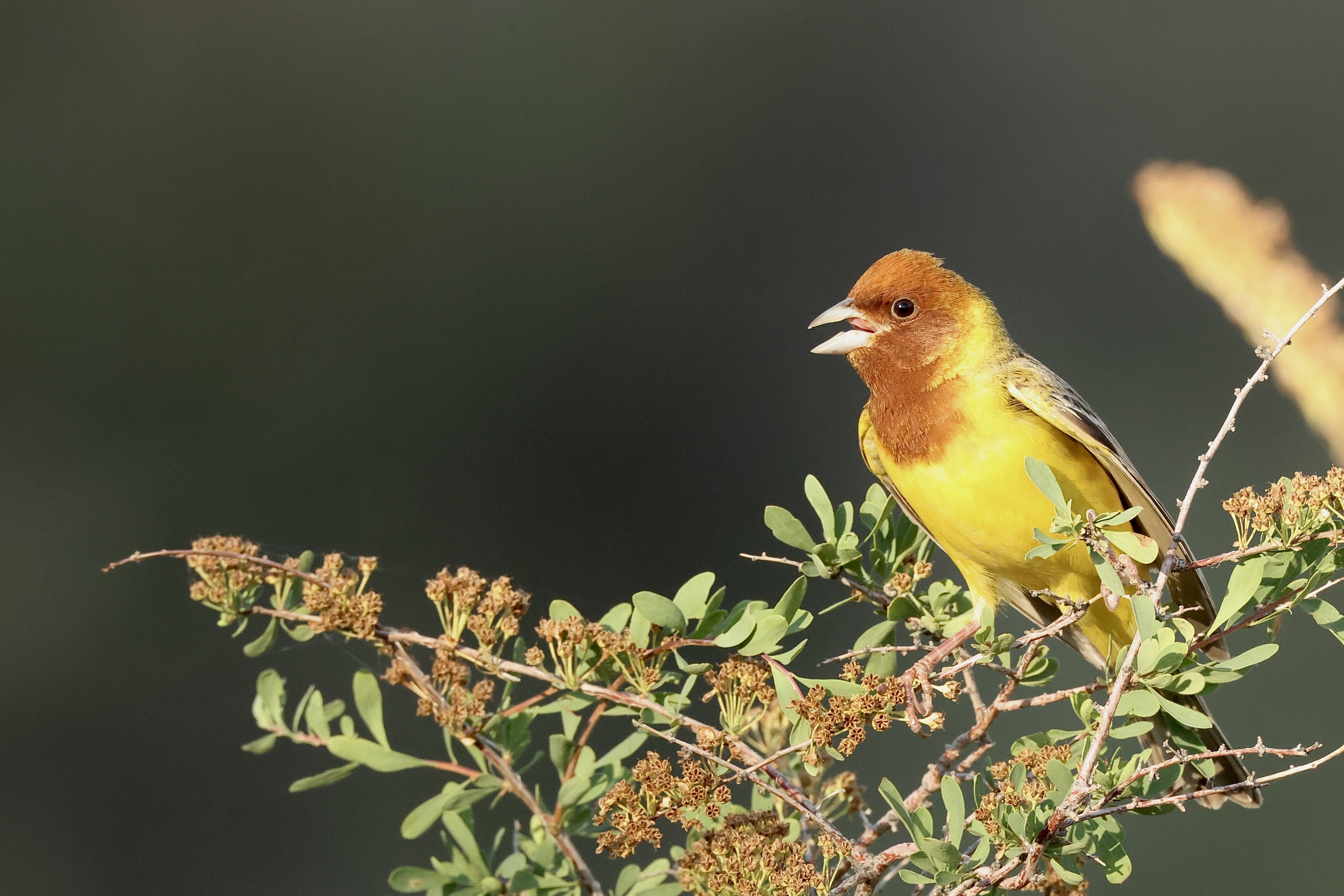 , Голубков Леонид