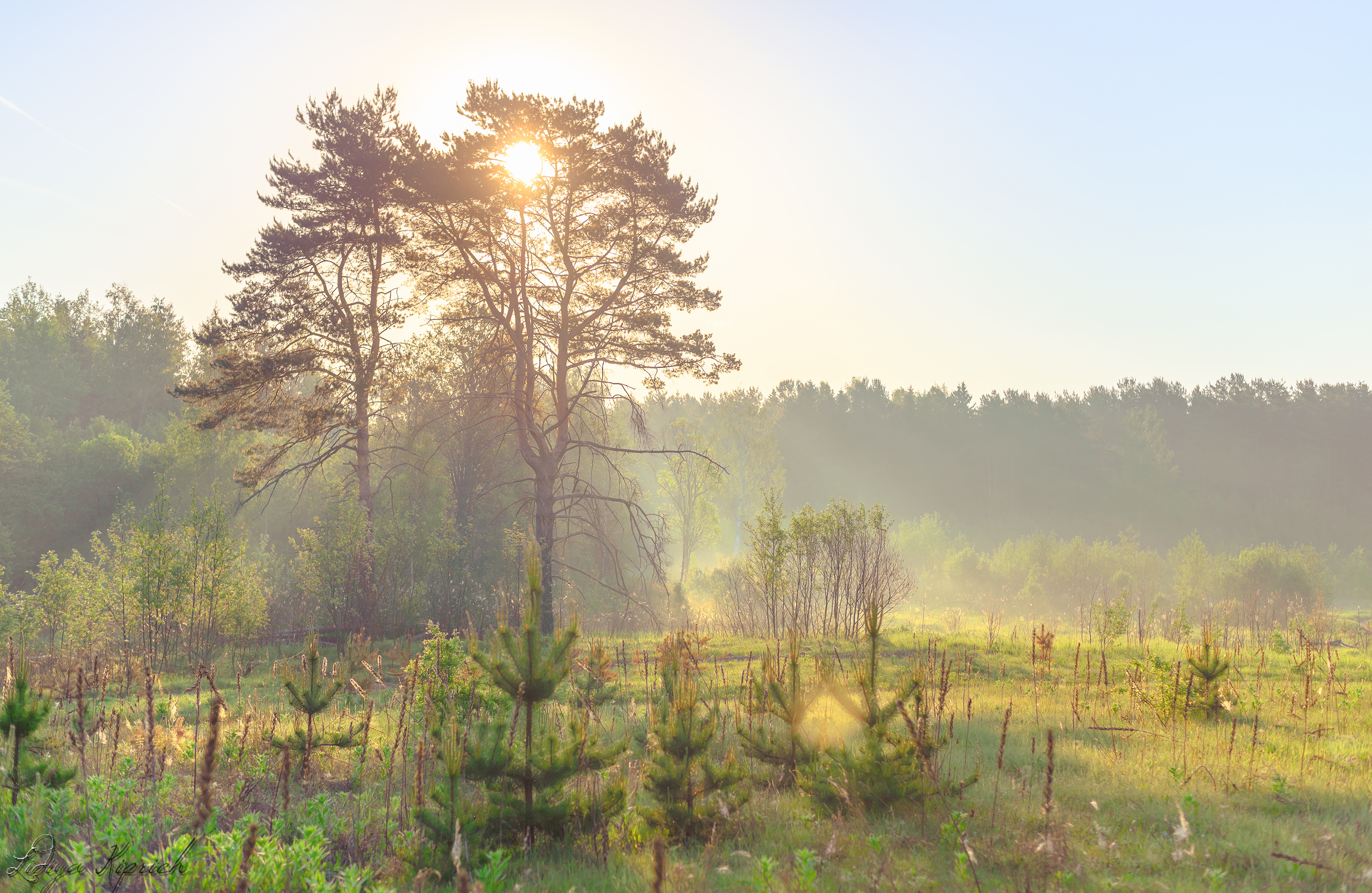 лето, природа, утро, туман, паутина,  роса,  трава, summer, nature, morning, fog, spider web, grass,, Лидия Киприч
