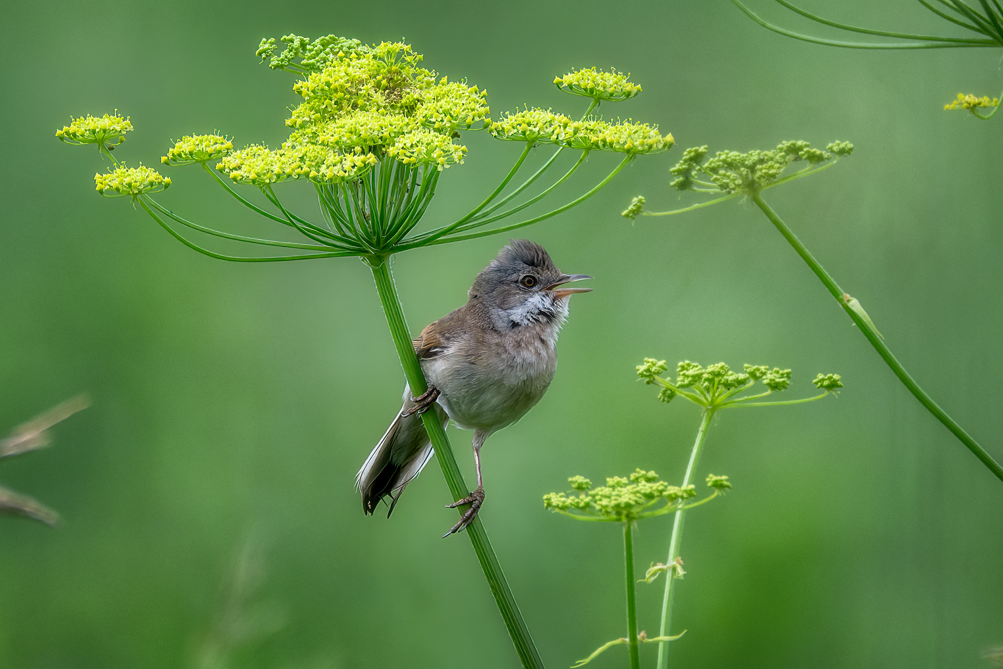 пермский край, птицы, славка, серая славка, фотоохота, Кузнецов Кирилл