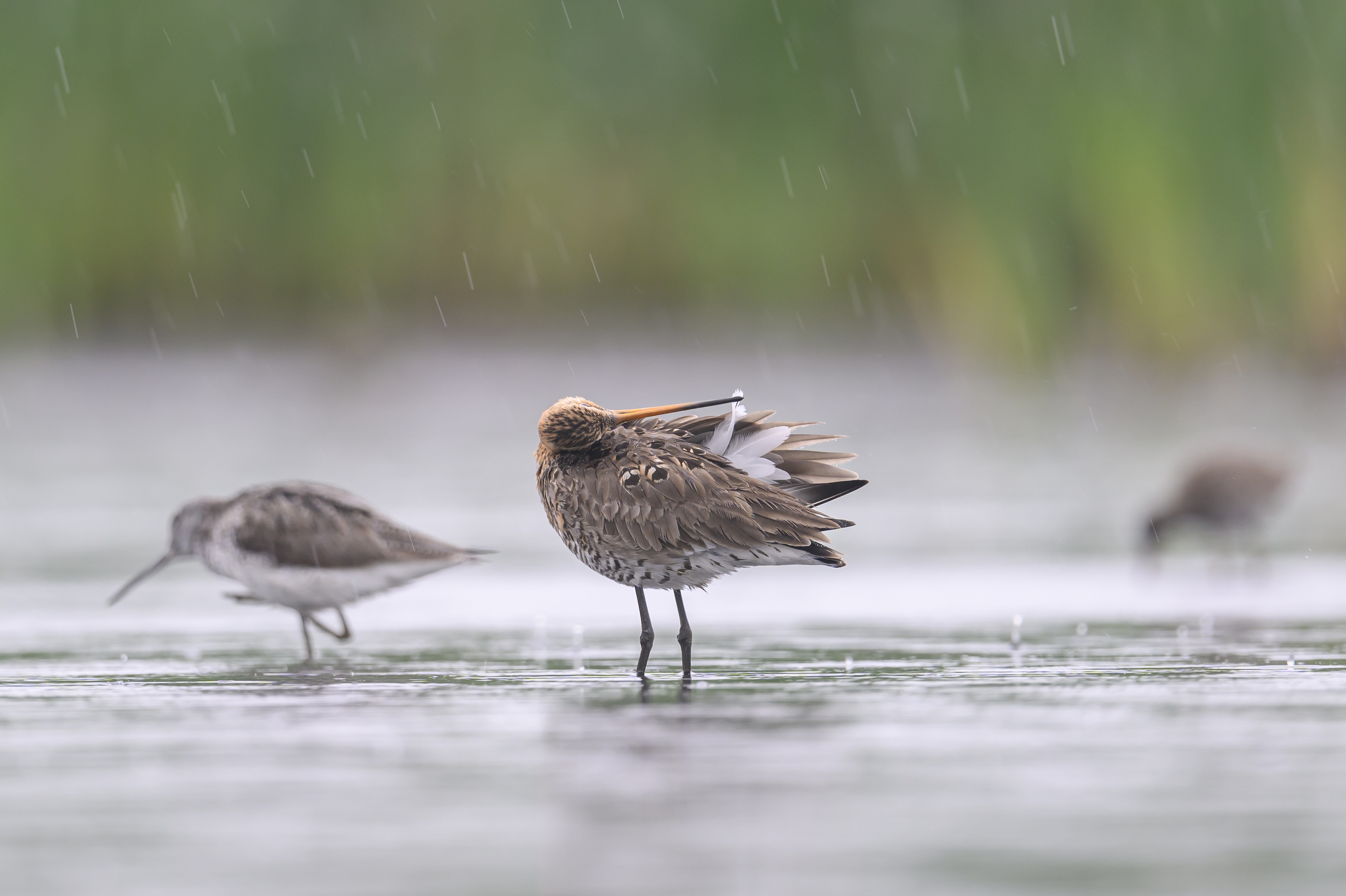 , Пупонин Сергей