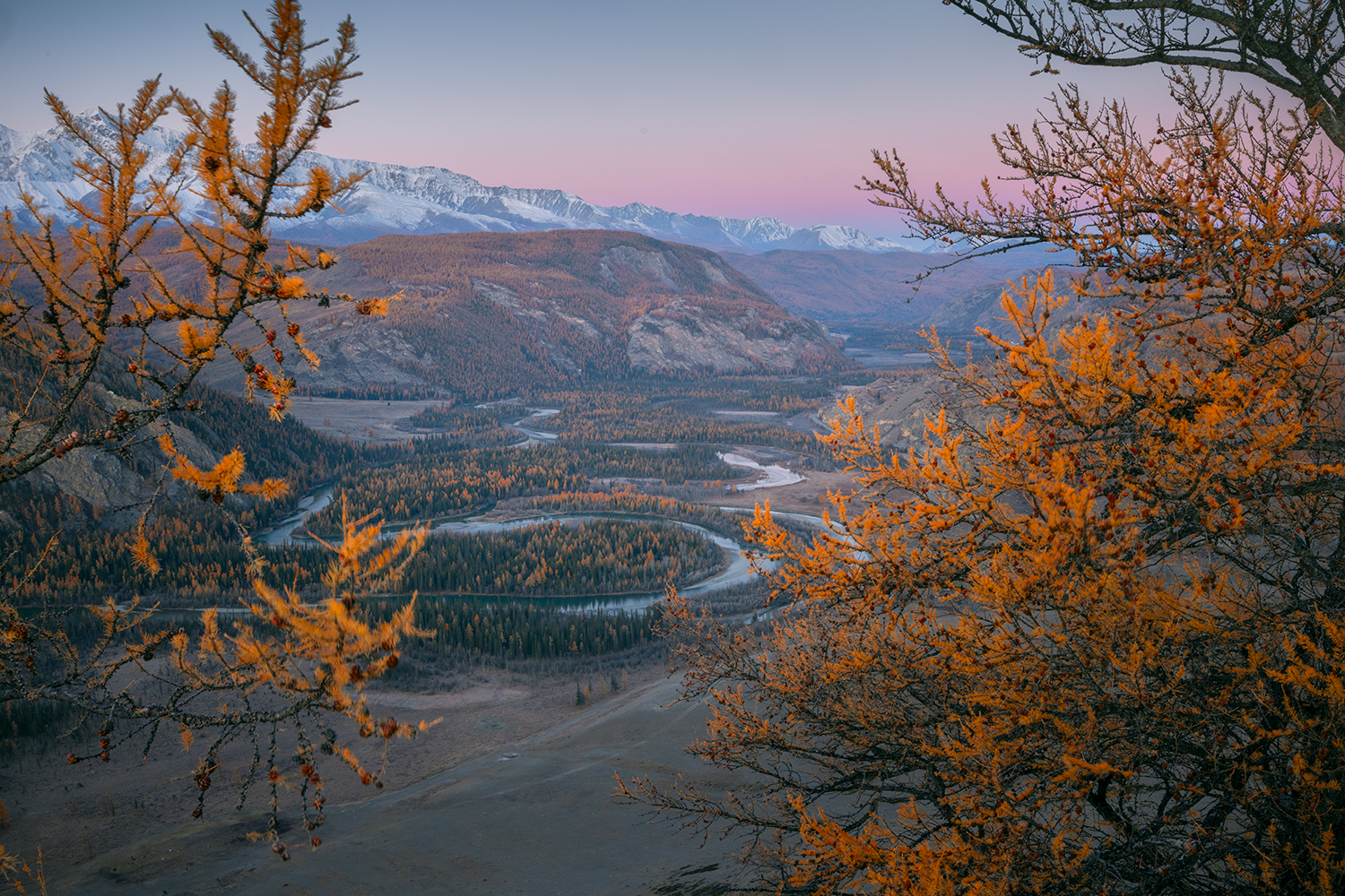 алтай, рассвет, курай, лиственницы, река, меандры, Сергей Буторин