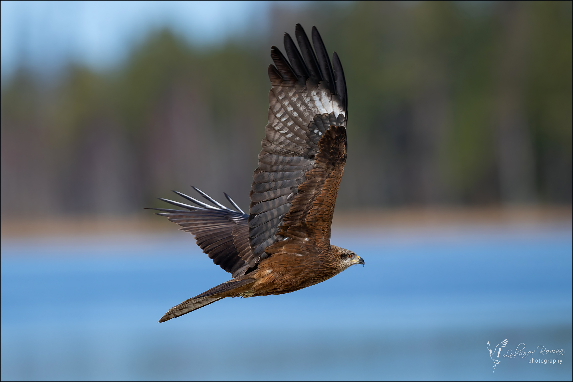 , Лобанов Роман