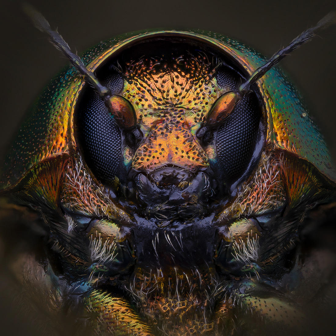 chrysomelidae,, Kavaliauskas Eugenijus